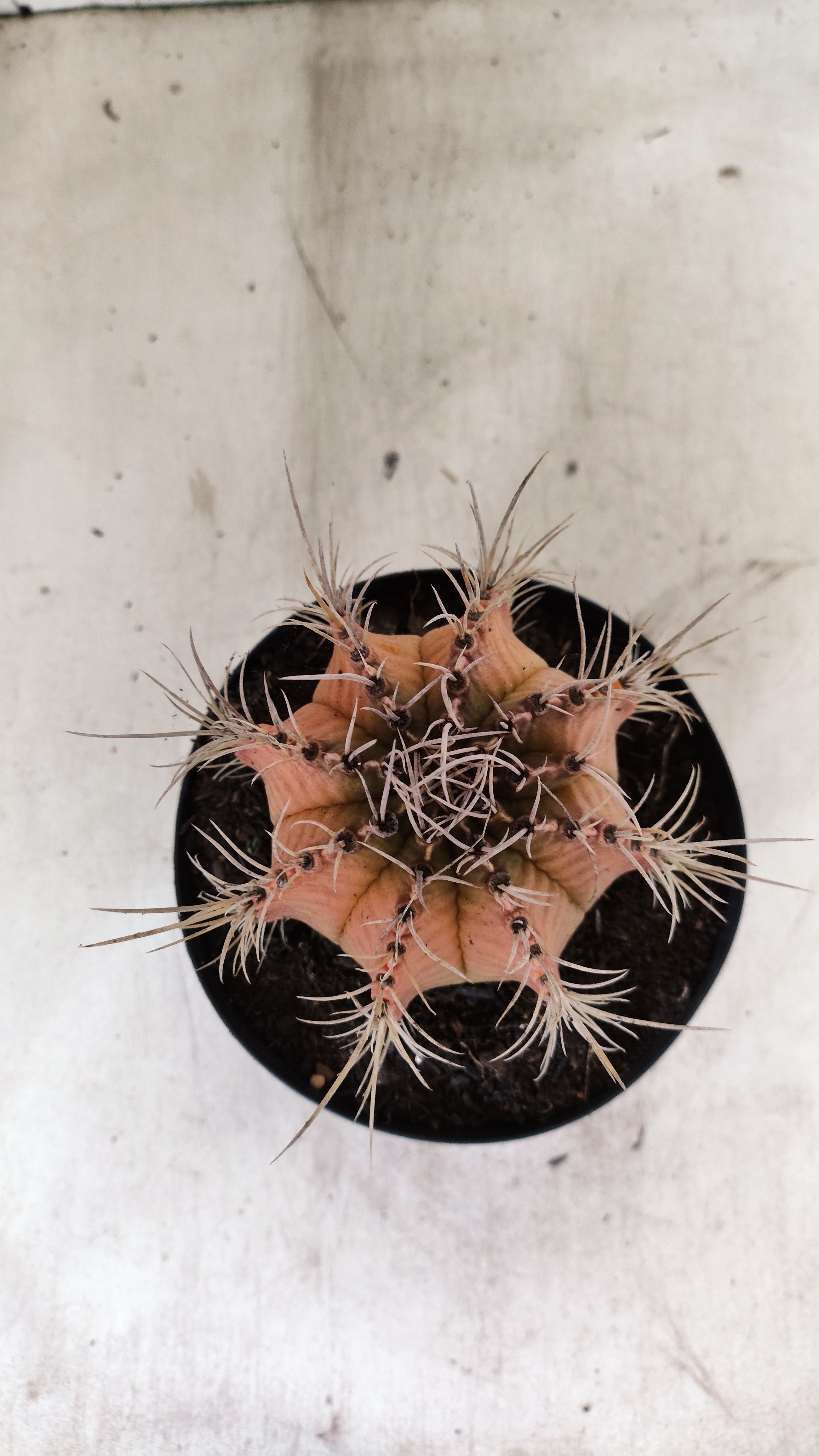 GYMNOCALYCIUM Mihanovichii Variegata  Nº 113 – vaso 15