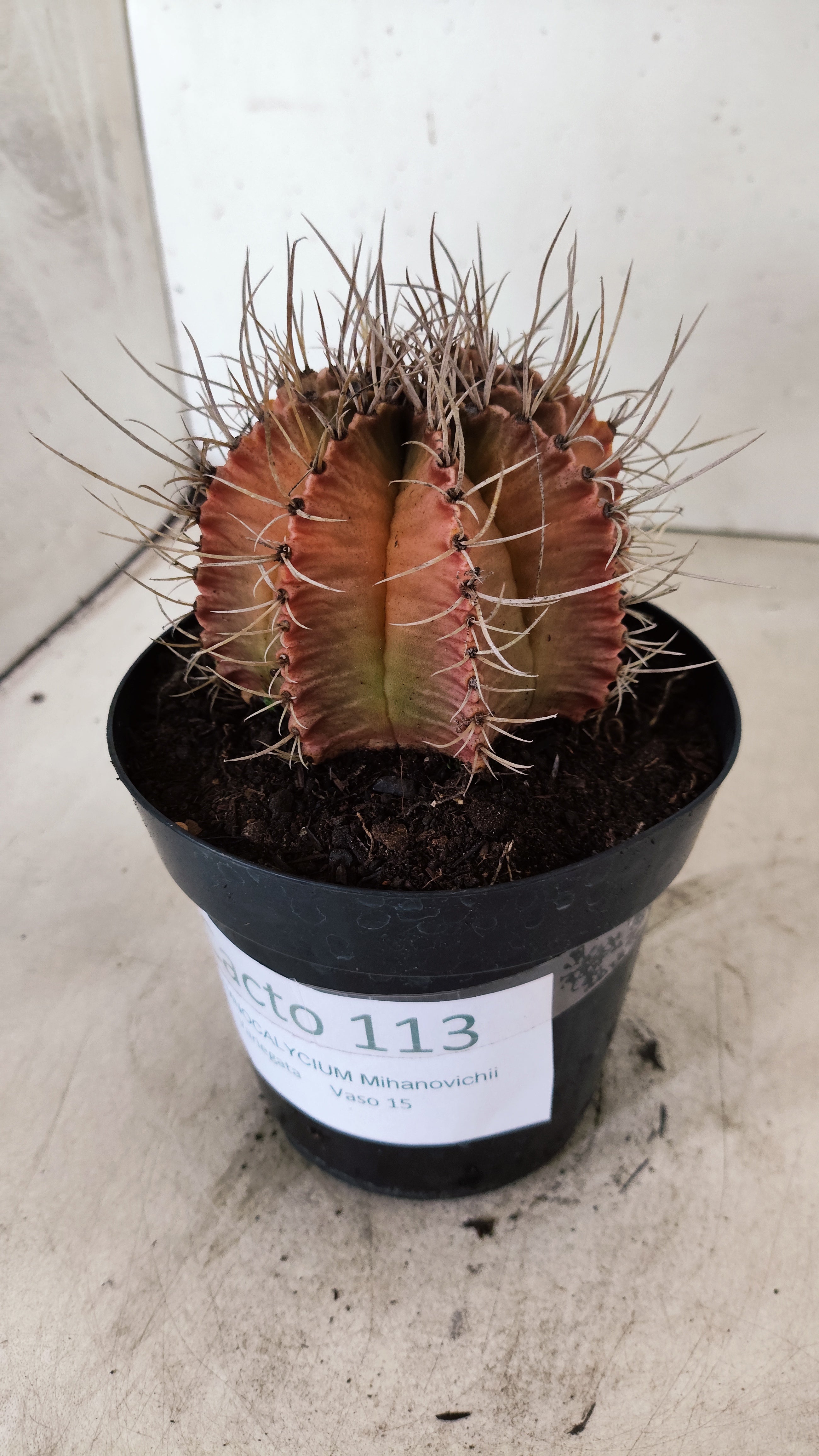 GYMNOCALYCIUM Mihanovichii Variegata  Nº 113 – vaso 15