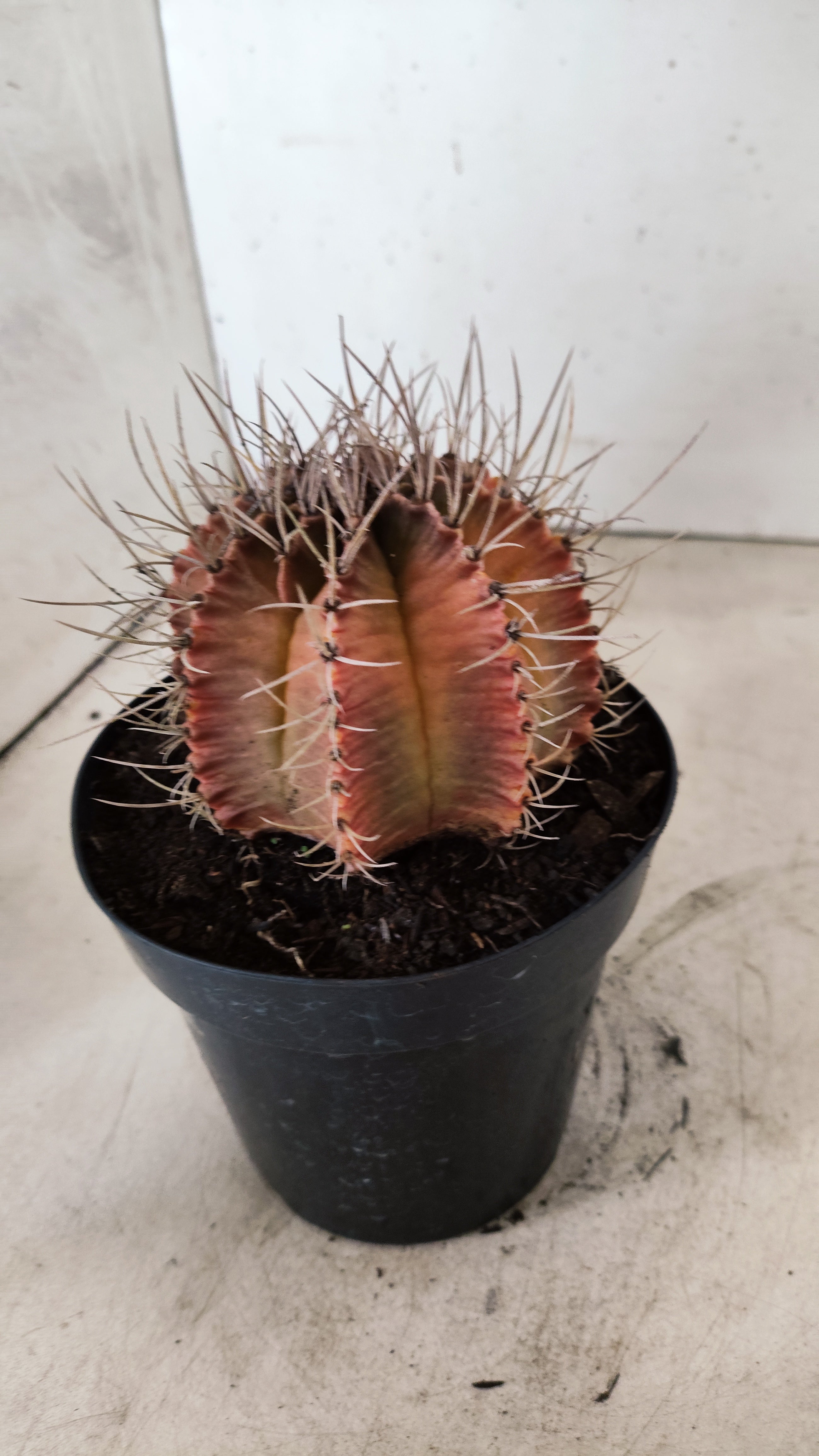 GYMNOCALYCIUM Mihanovichii Variegata  Nº 113 – vaso 15