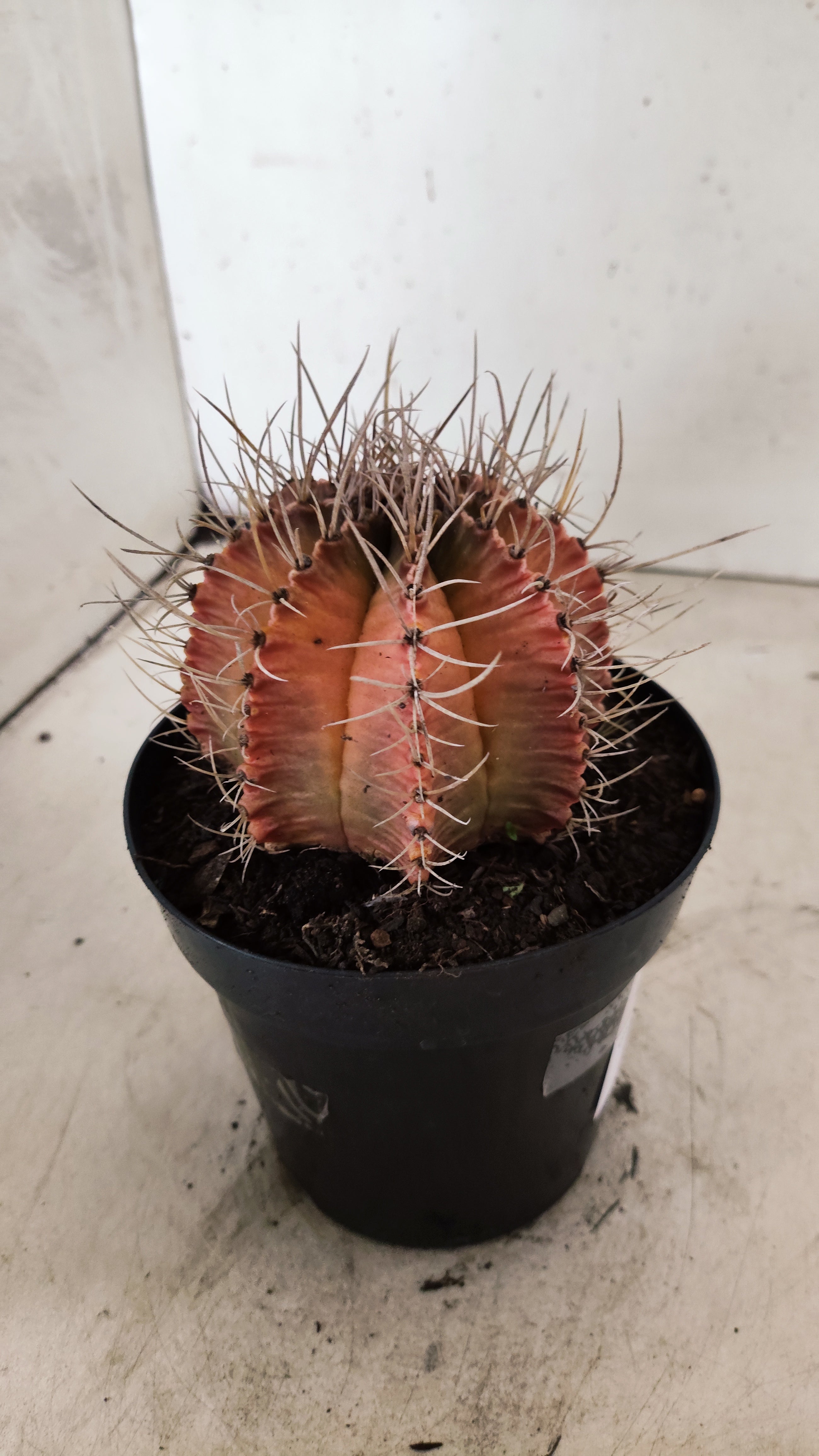 GYMNOCALYCIUM Mihanovichii Variegata  Nº 113 – vaso 15