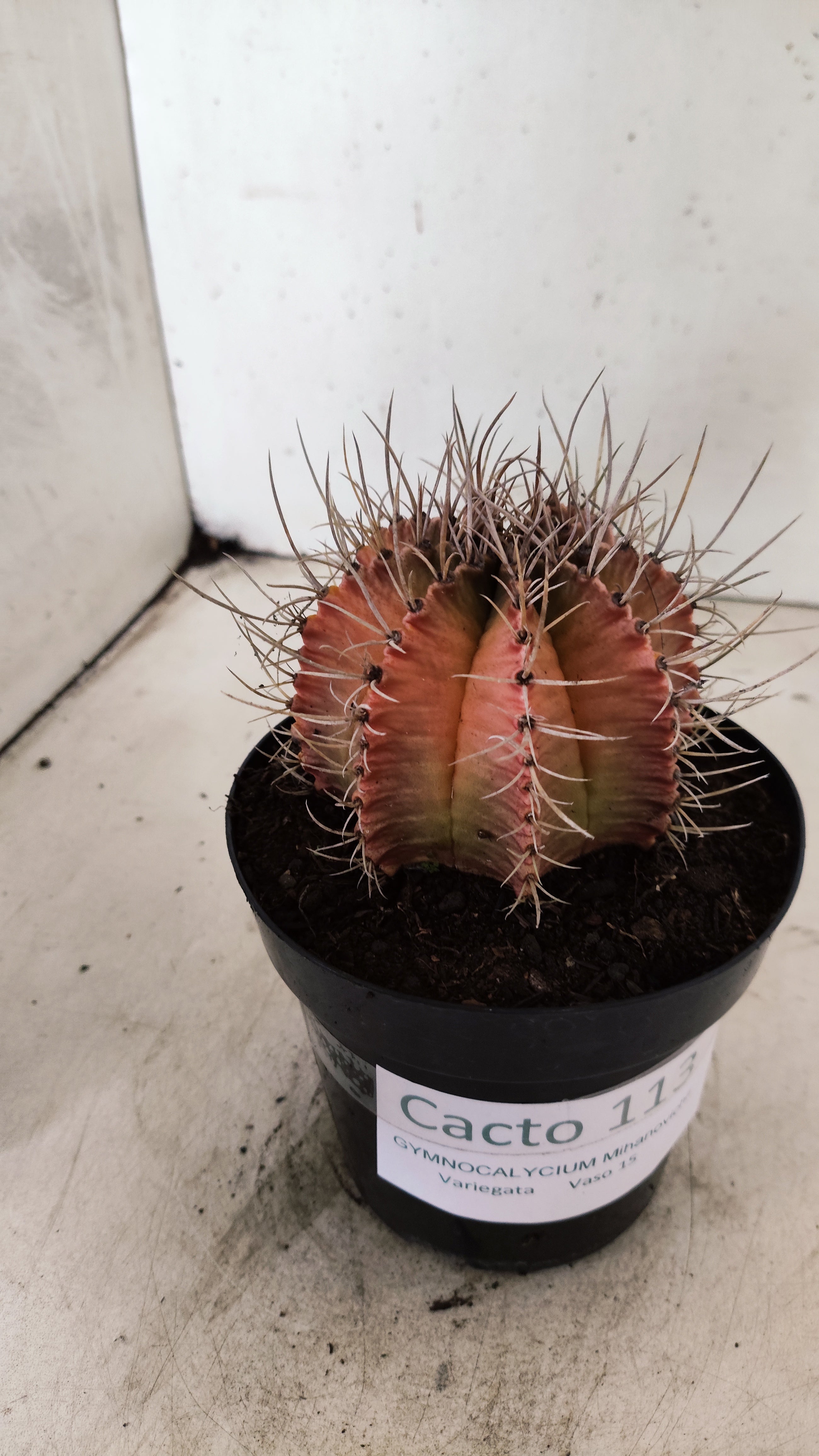 GYMNOCALYCIUM Mihanovichii Variegata  Nº 113 – vaso 15
