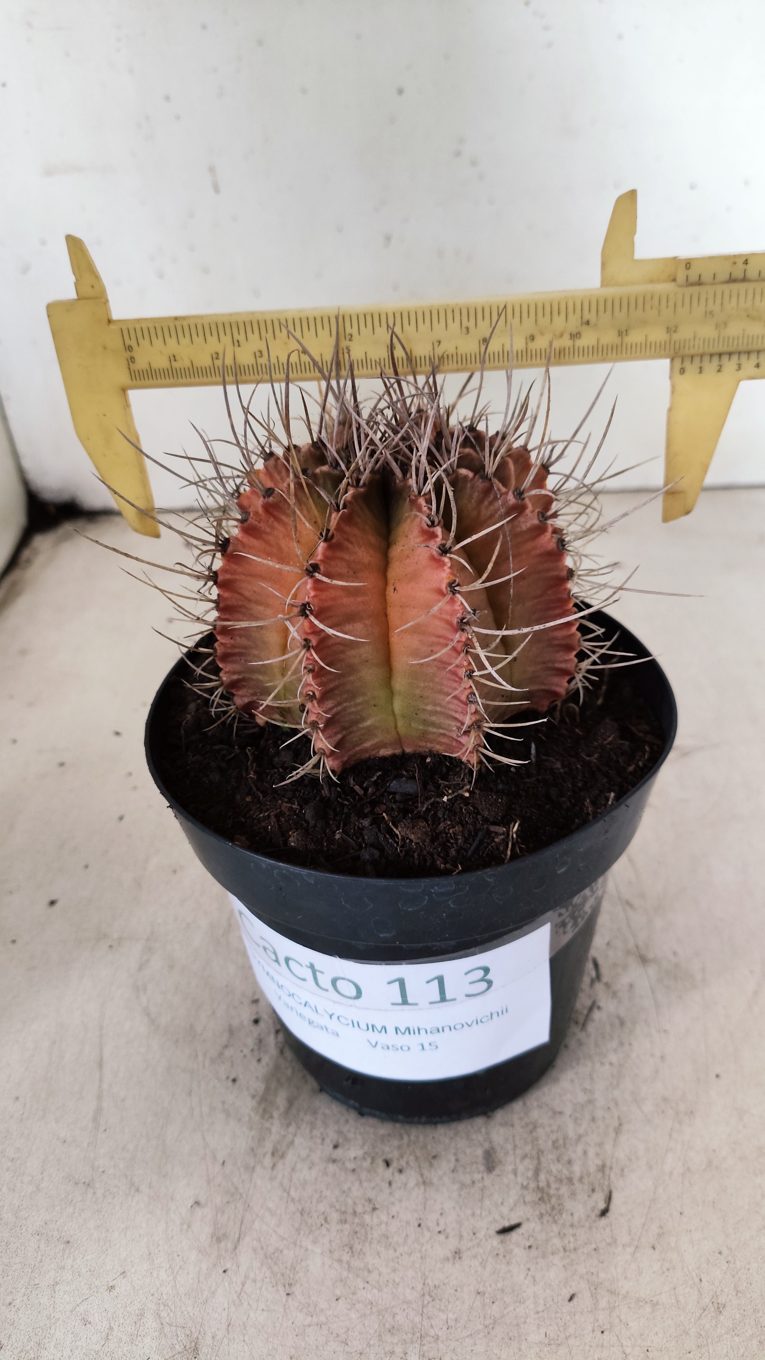 GYMNOCALYCIUM Mihanovichii Variegata  Nº 113 – vaso 15