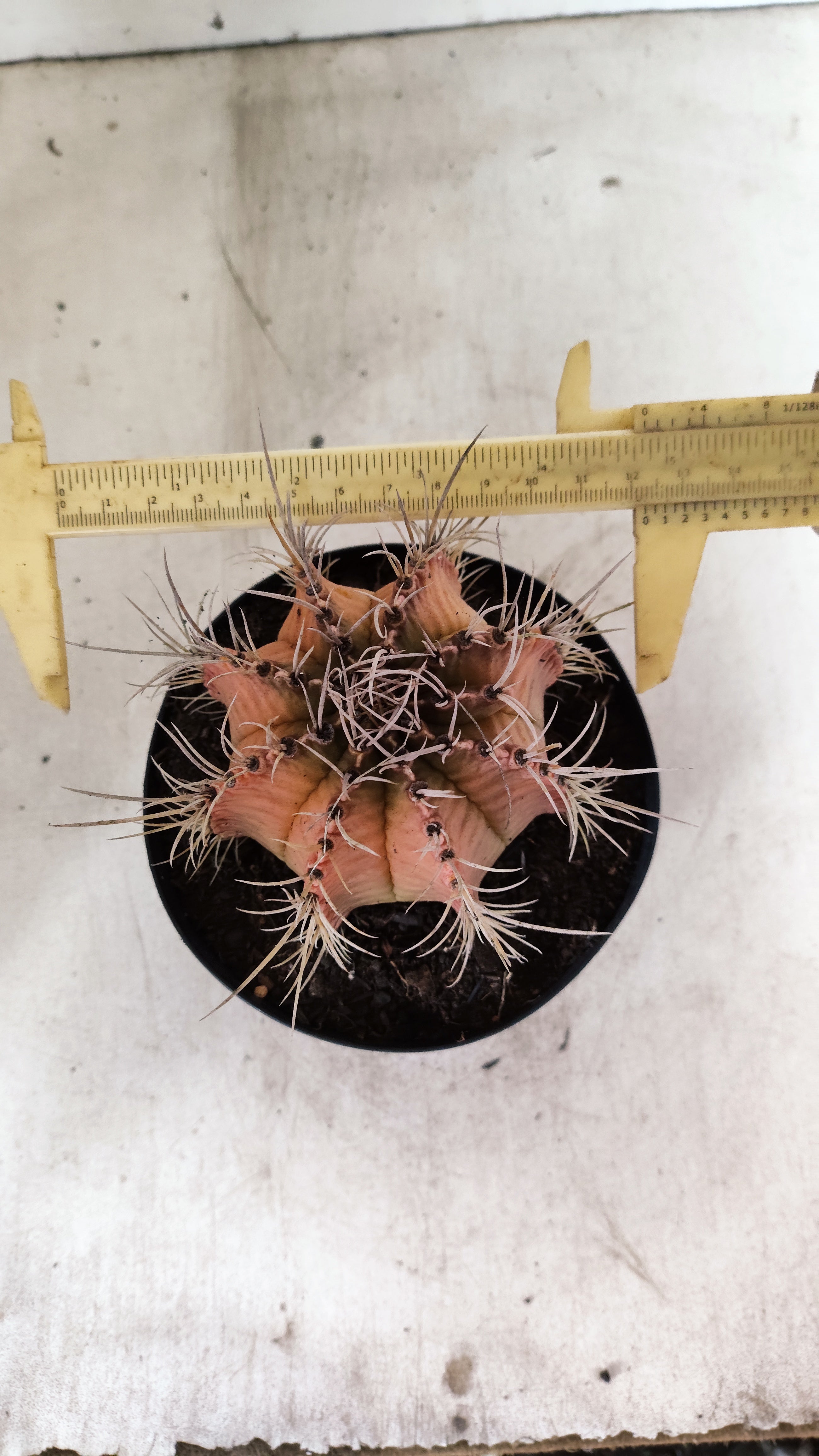 GYMNOCALYCIUM Mihanovichii Variegata  Nº 113 – vaso 15
