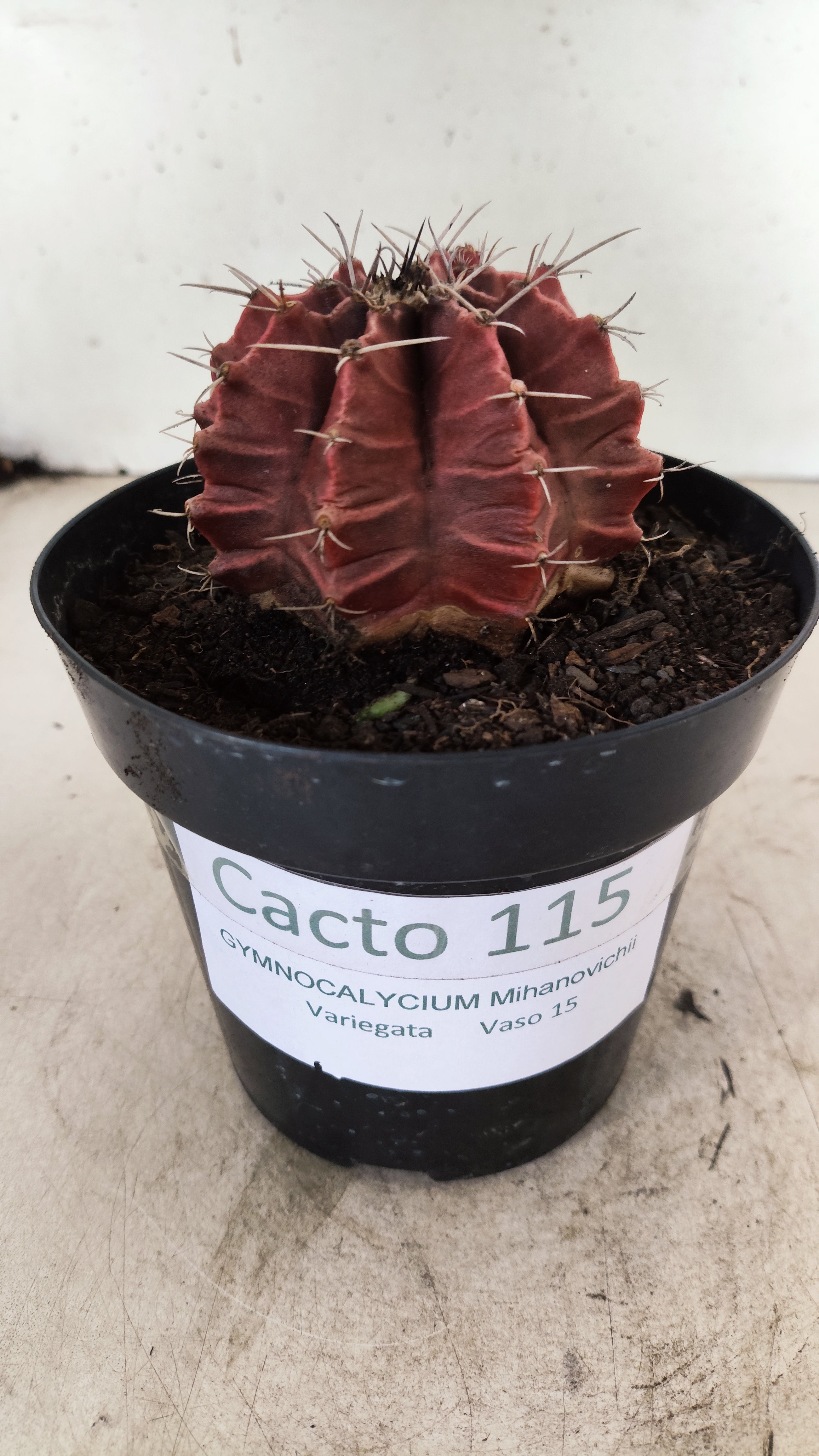 GYMNOCALYCIUM Mihanovichii Variegata  Nº 115 – vaso 15