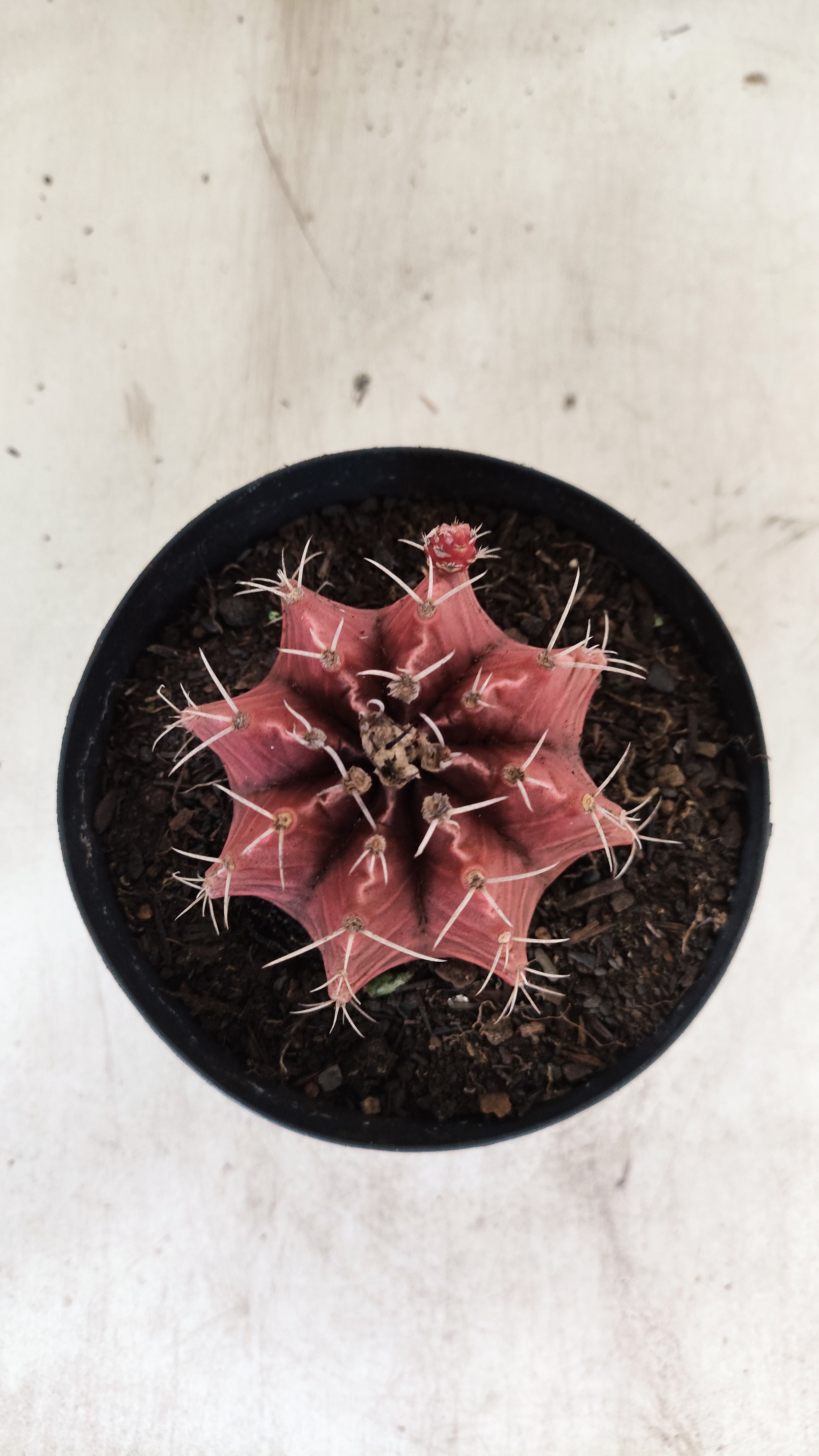 GYMNOCALYCIUM Mihanovichii Variegata  Nº 115 – vaso 15