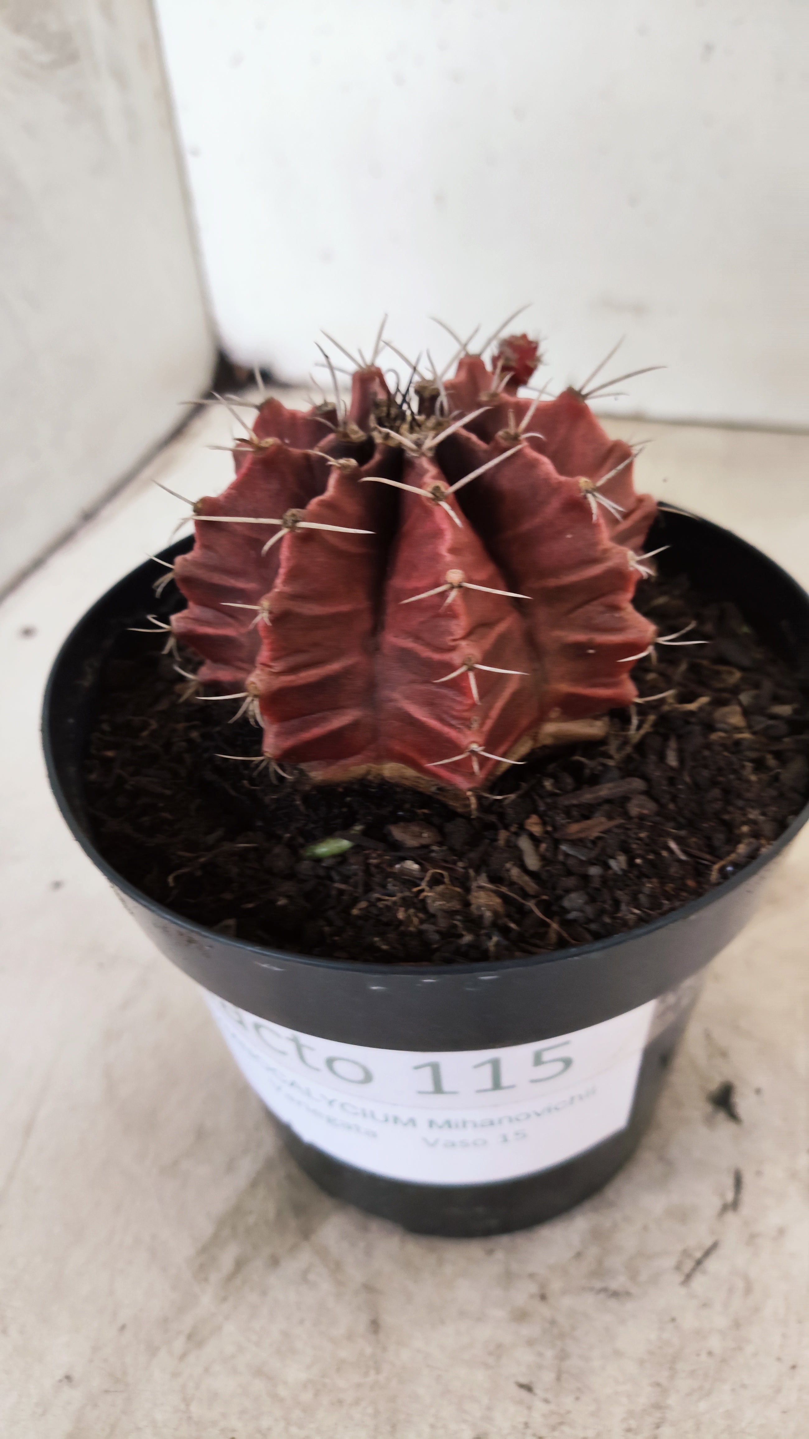 GYMNOCALYCIUM Mihanovichii Variegata  Nº 115 – vaso 15