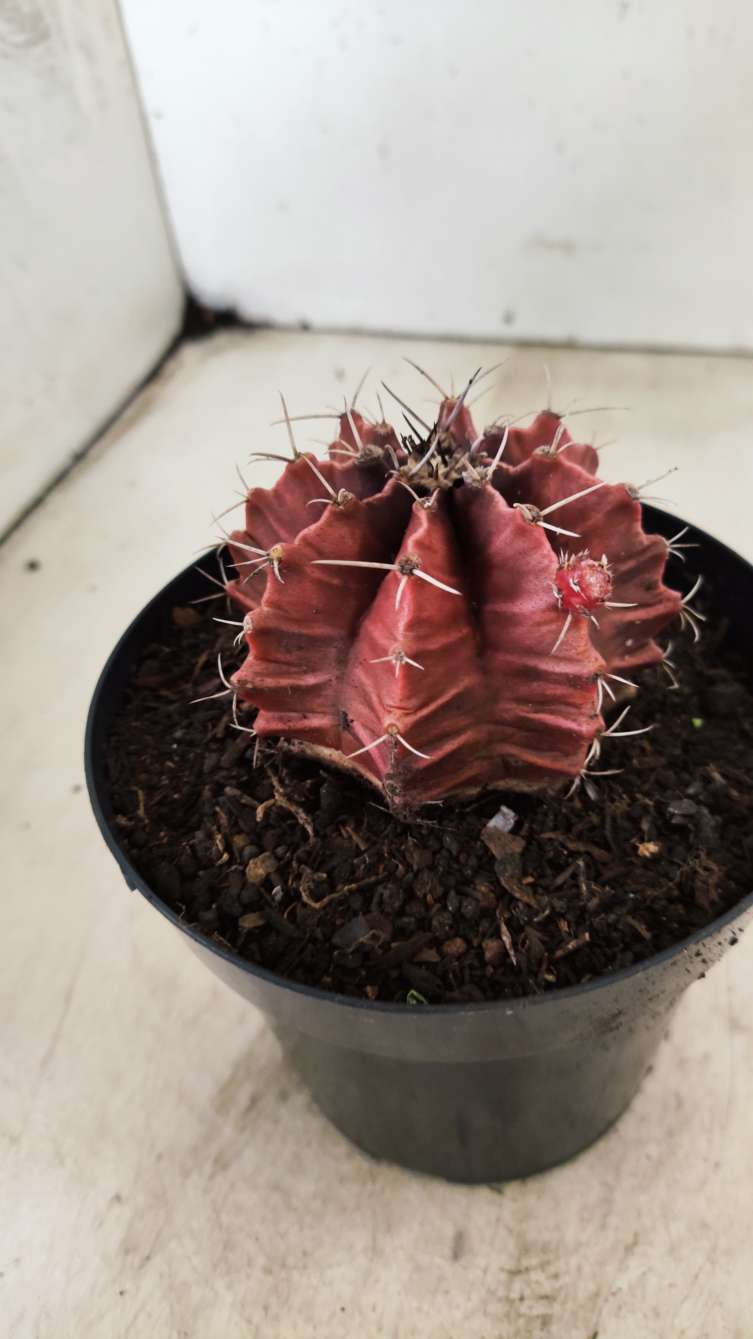 GYMNOCALYCIUM Mihanovichii Variegata  Nº 115 – vaso 15