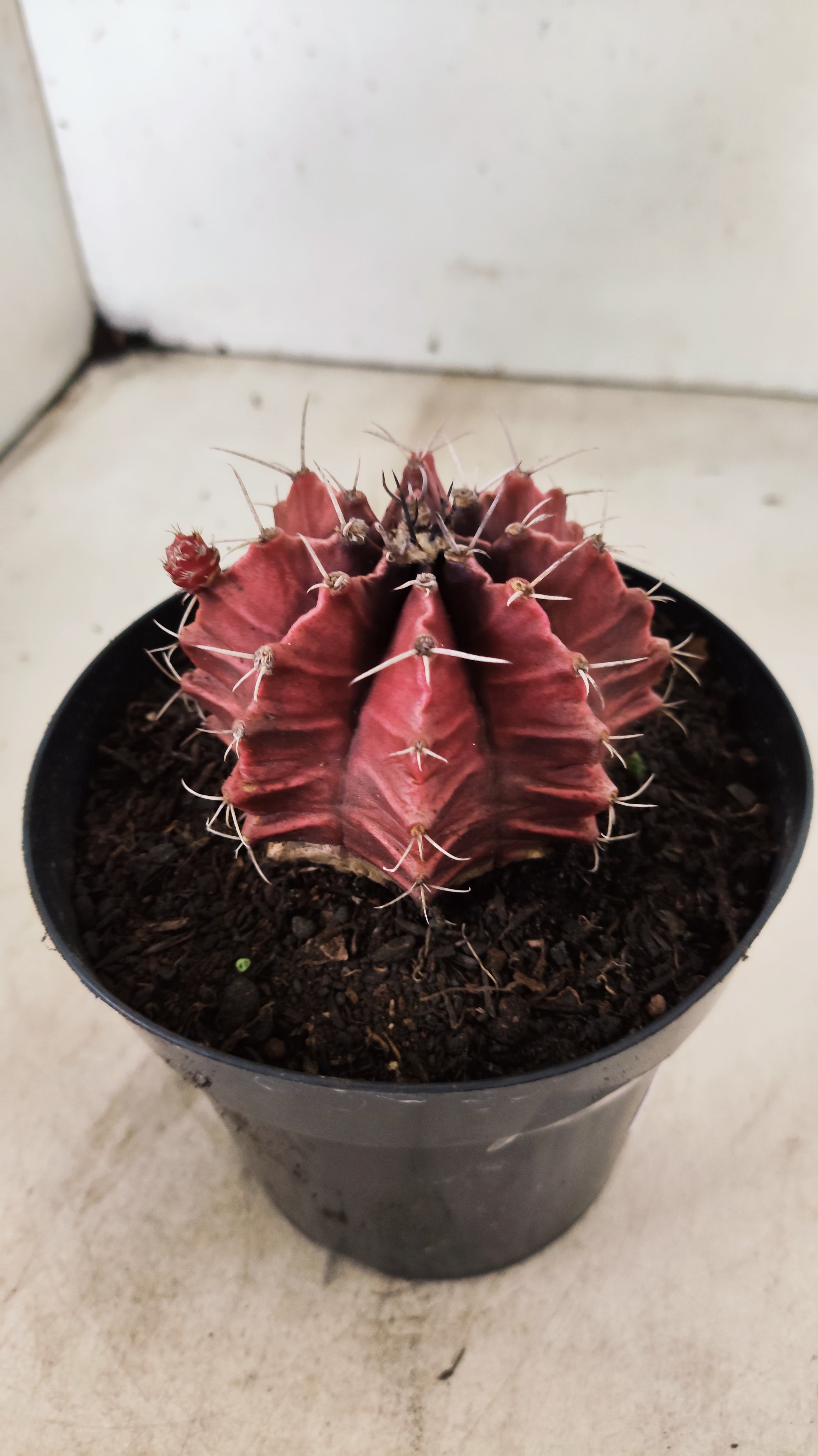 GYMNOCALYCIUM Mihanovichii Variegata  Nº 115 – vaso 15