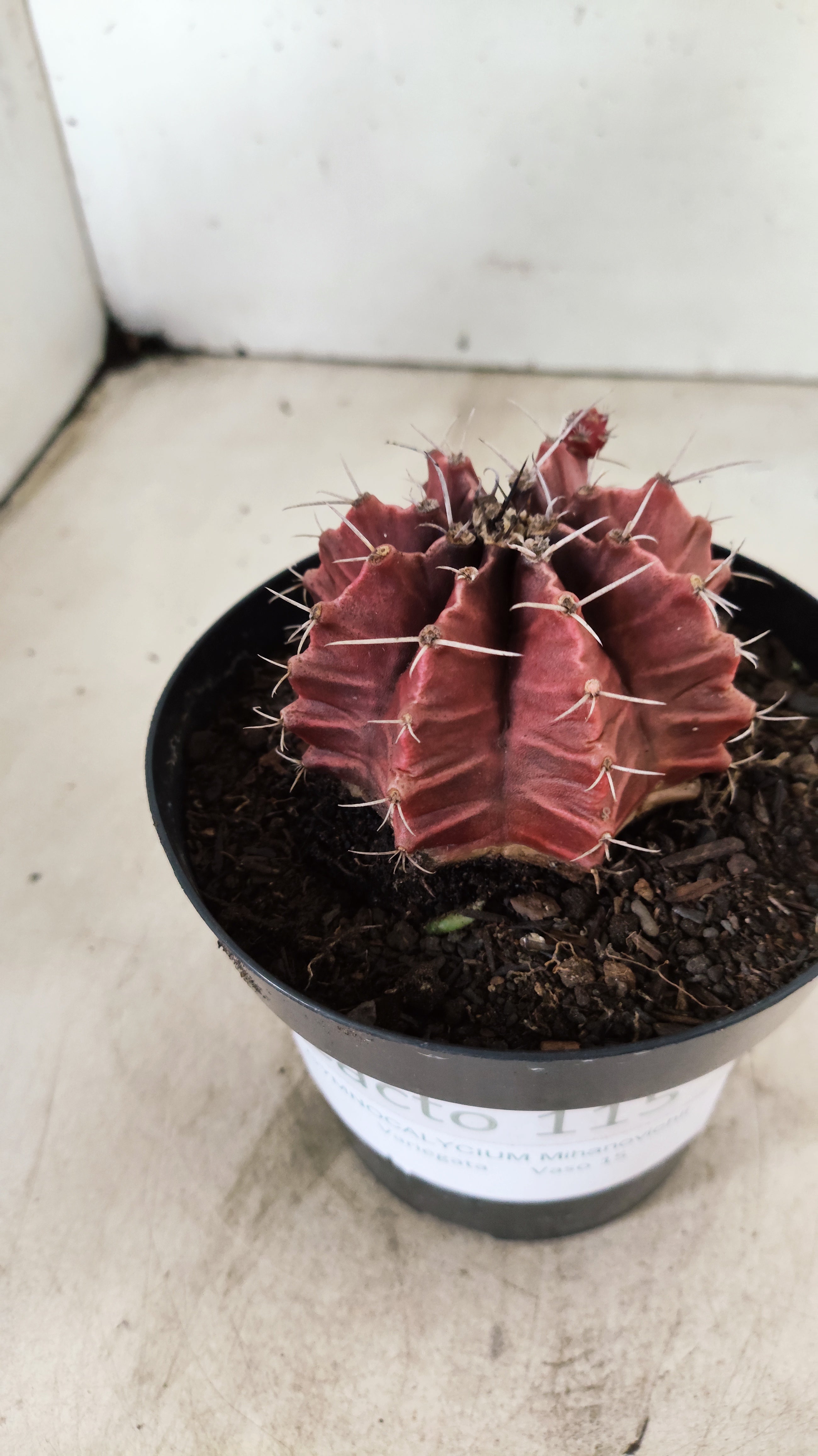 GYMNOCALYCIUM Mihanovichii Variegata  Nº 115 – vaso 15