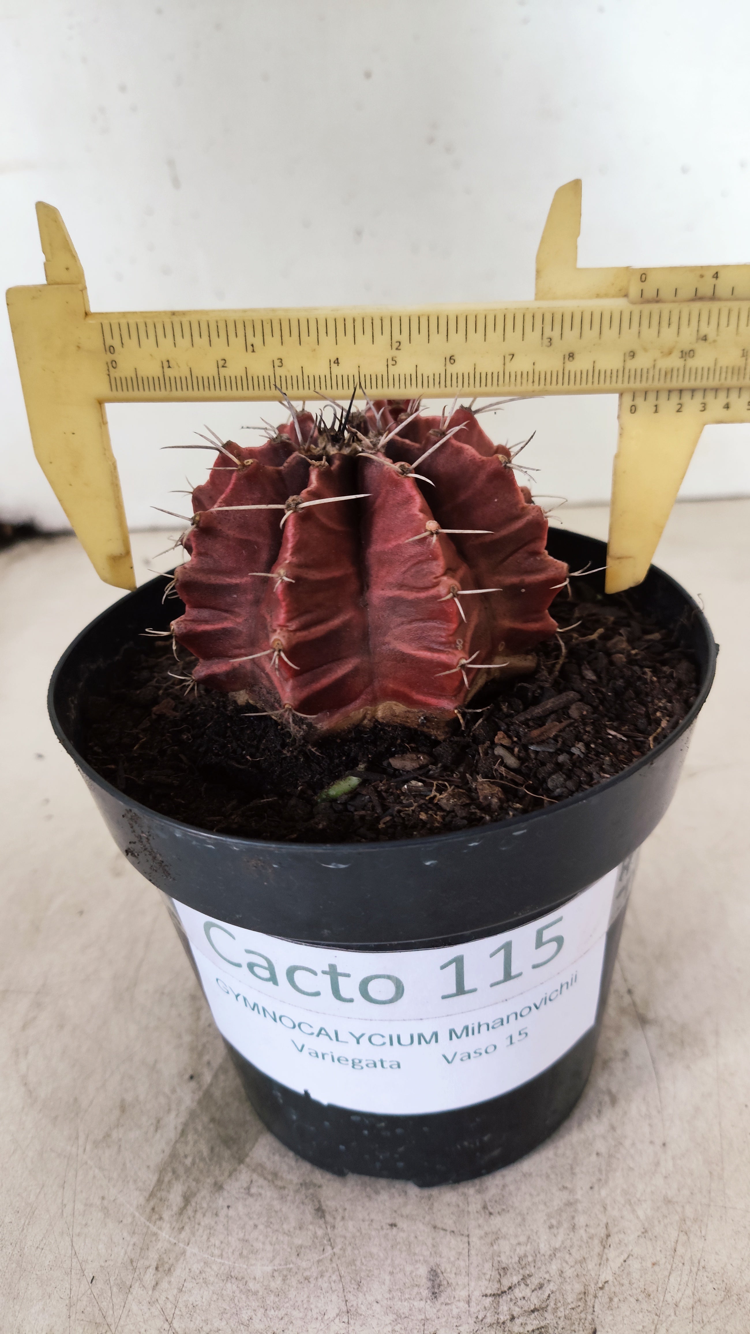 GYMNOCALYCIUM Mihanovichii Variegata  Nº 115 – vaso 15