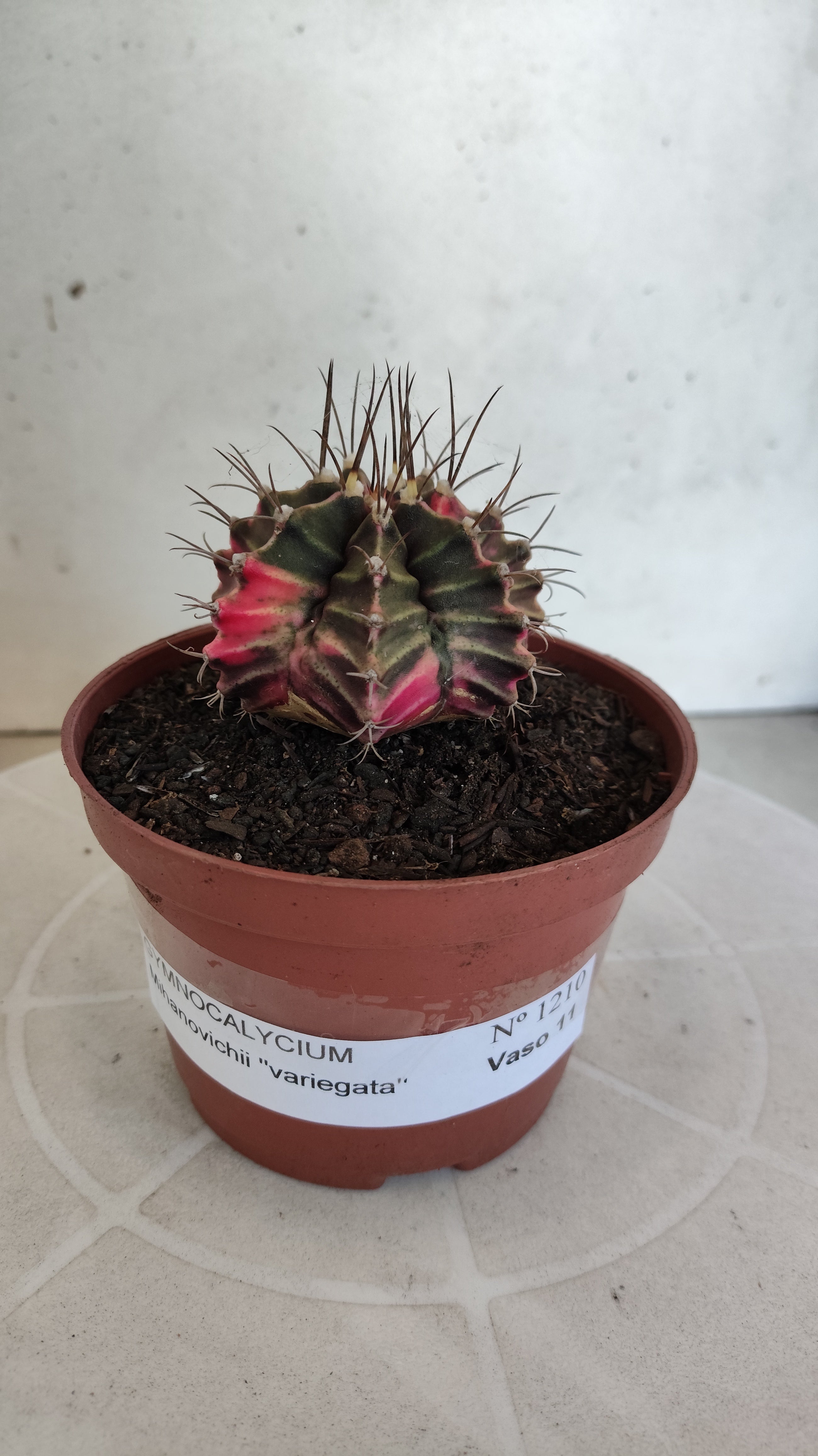 GYMNOCALYCIUM Mihanovichii Variegata Nº 1210 – vaso 11
