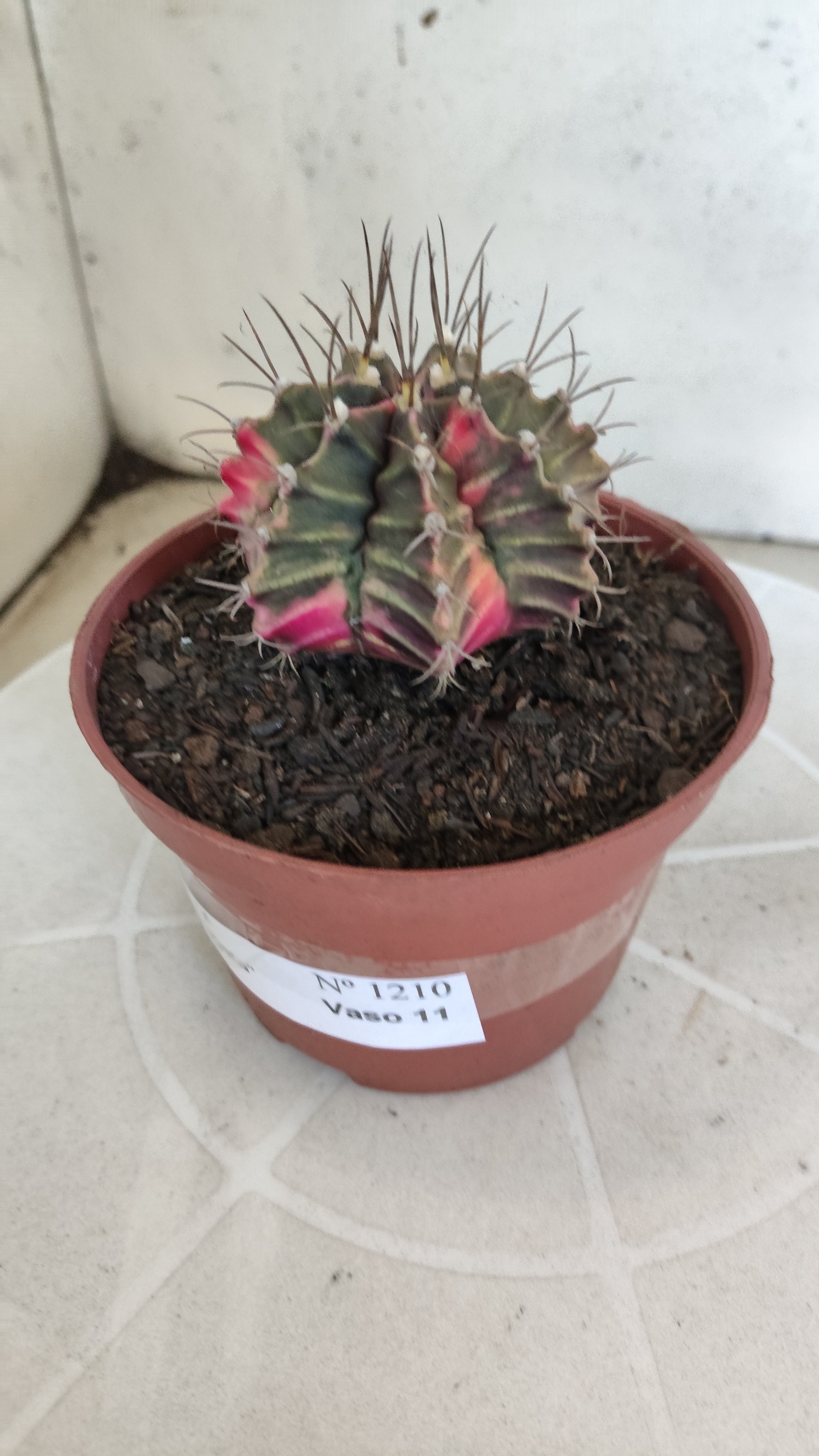GYMNOCALYCIUM Mihanovichii Variegata Nº 1210 – vaso 11