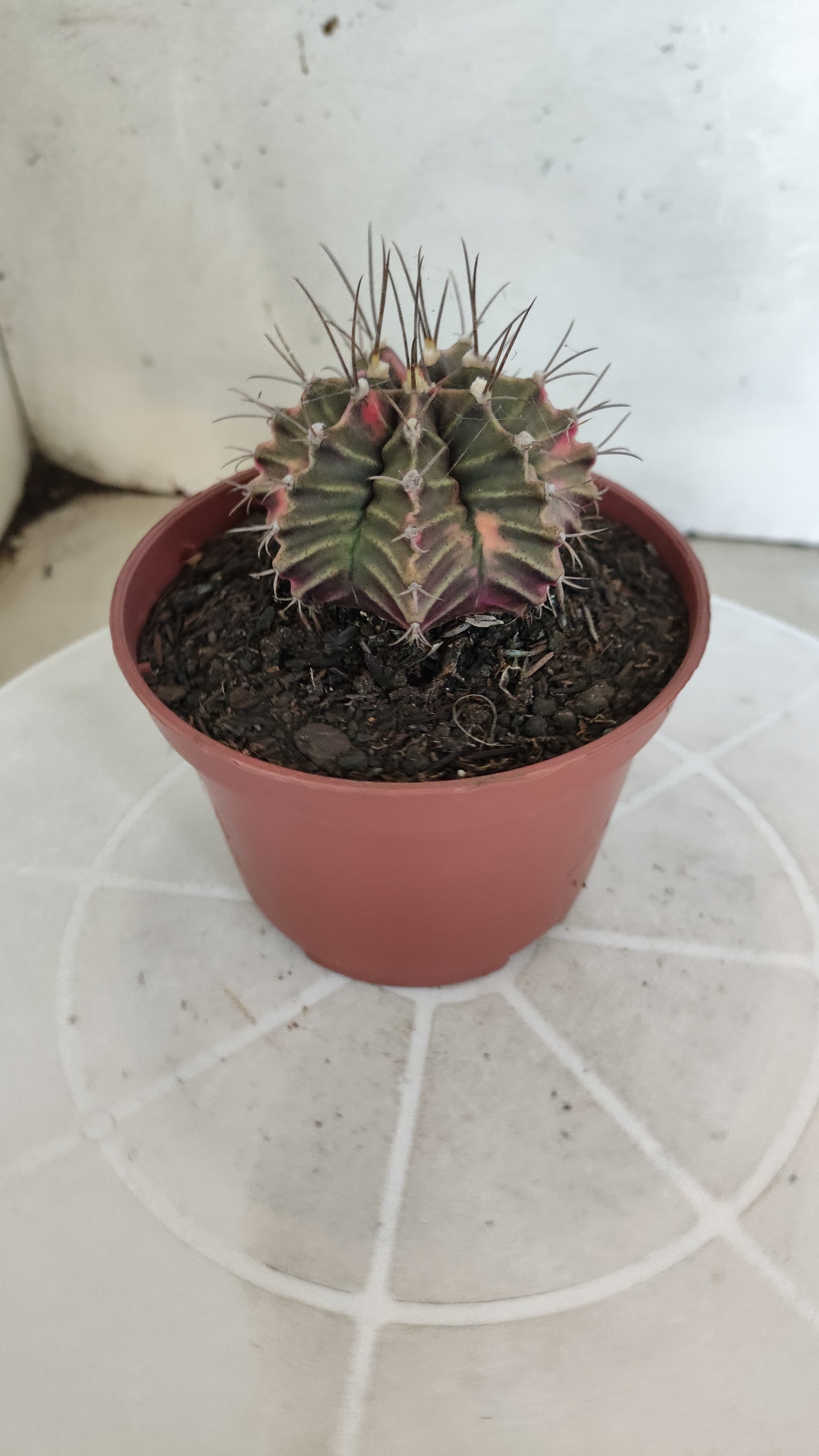 GYMNOCALYCIUM Mihanovichii Variegata Nº 1210 – vaso 11