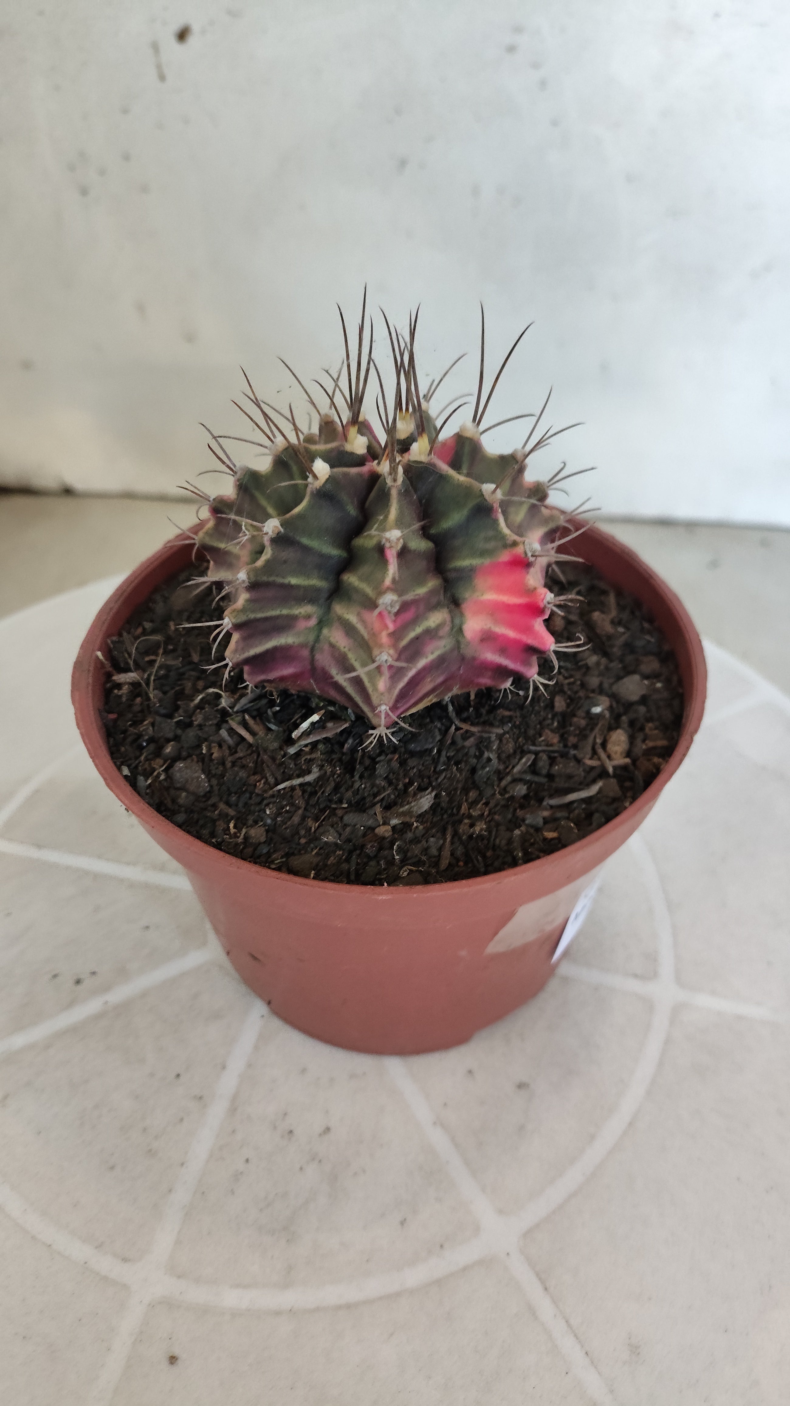 GYMNOCALYCIUM Mihanovichii Variegata Nº 1210 – vaso 11