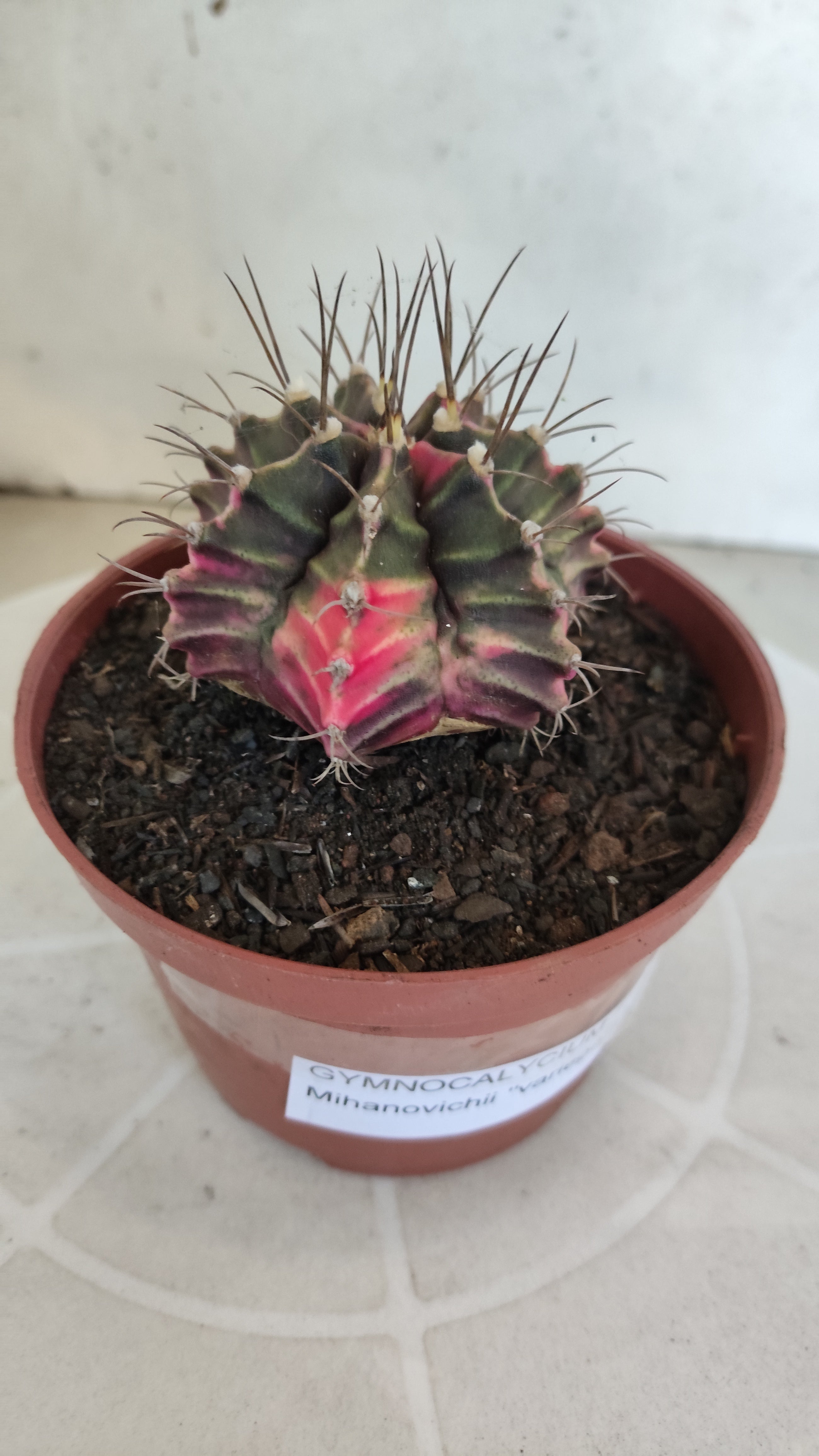 GYMNOCALYCIUM Mihanovichii Variegata Nº 1210 – vaso 11