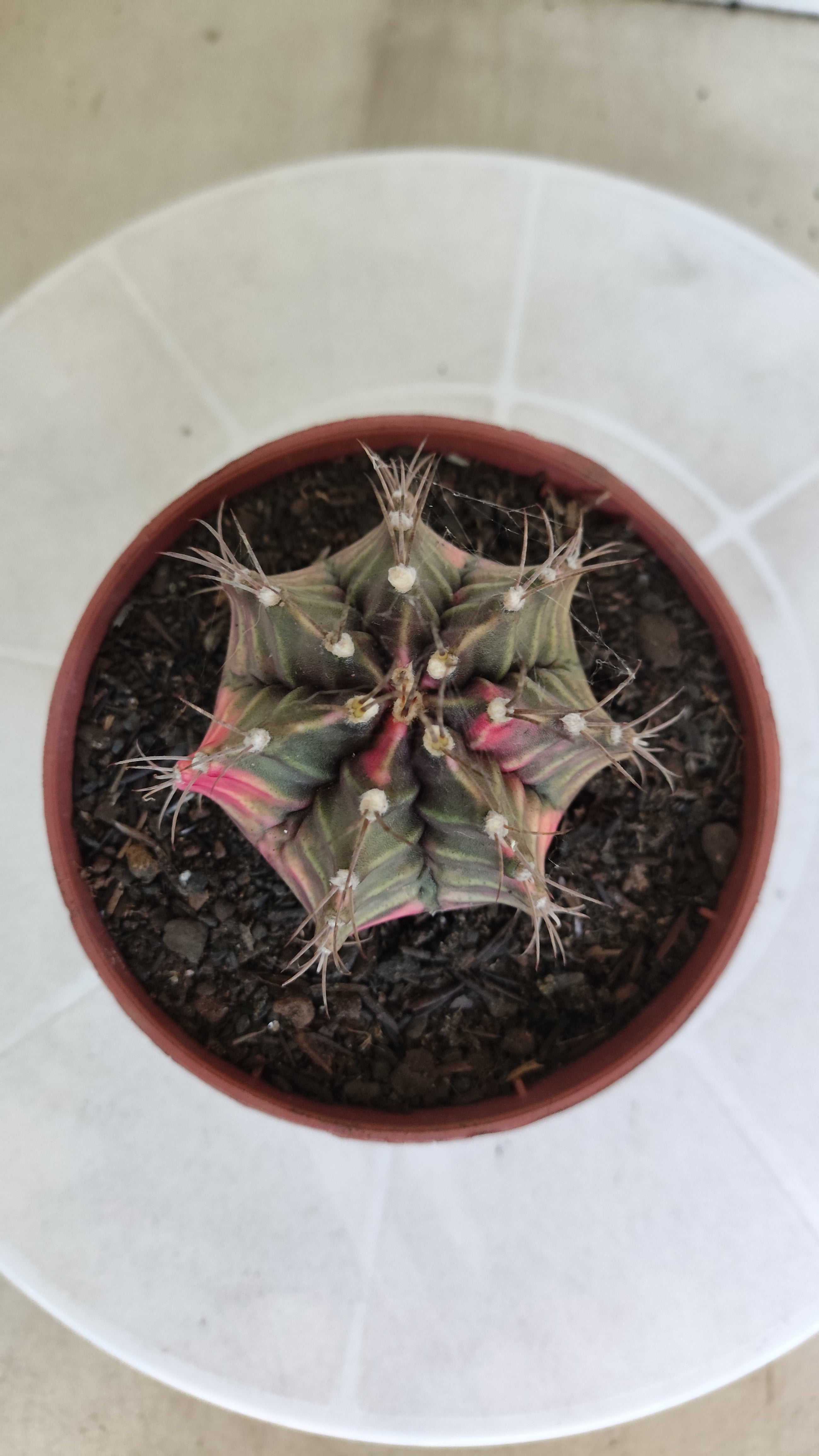 GYMNOCALYCIUM Mihanovichii Variegata Nº 1210 – vaso 11