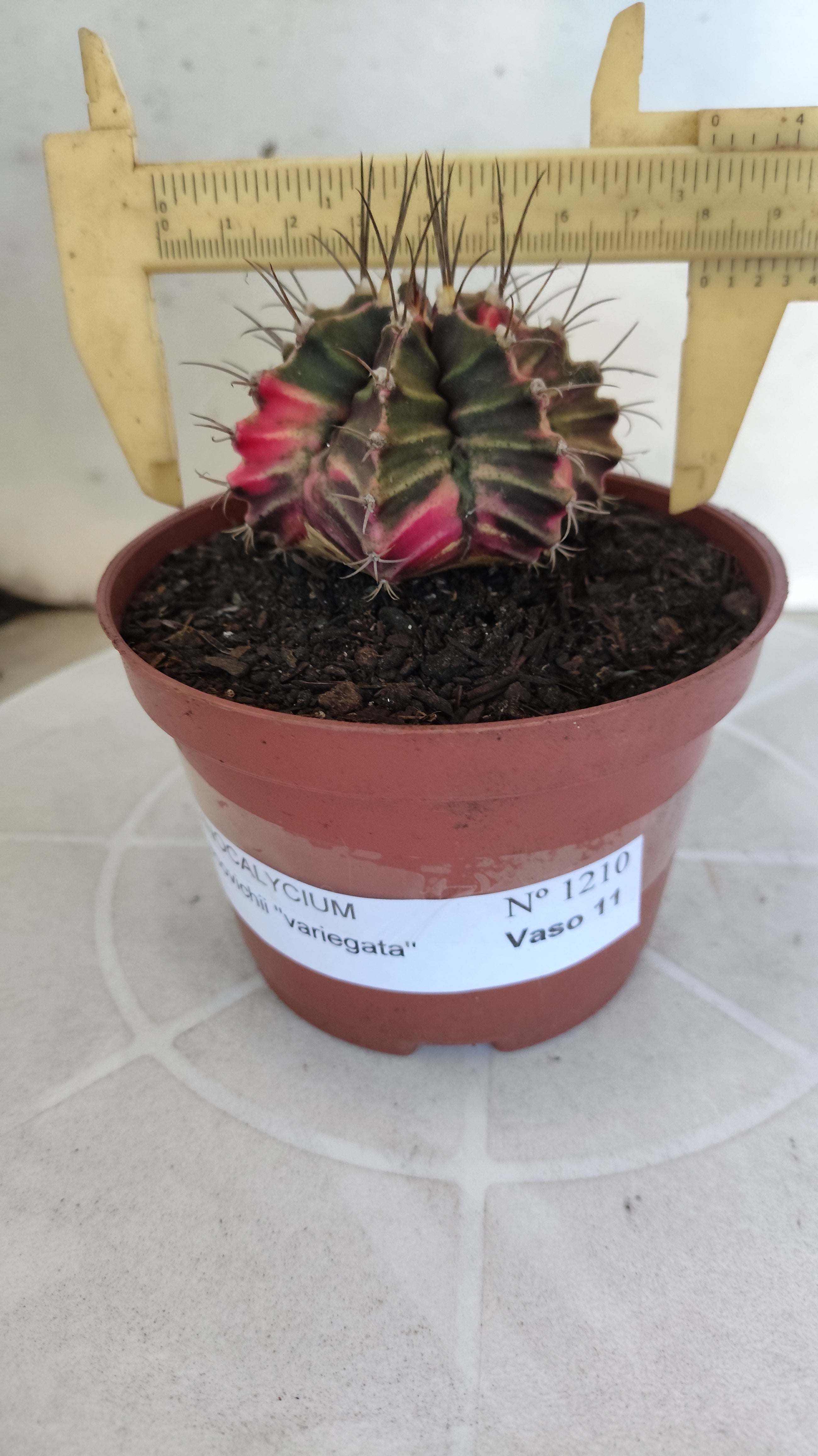 GYMNOCALYCIUM Mihanovichii Variegata Nº 1210 – vaso 11