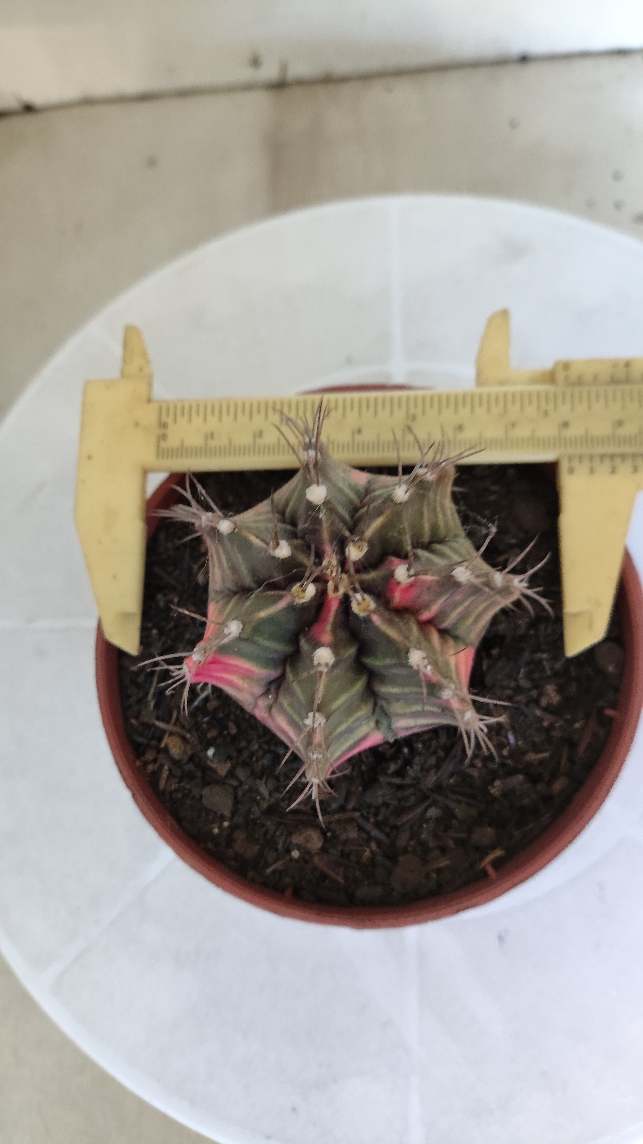 GYMNOCALYCIUM Mihanovichii Variegata Nº 1210 – vaso 11