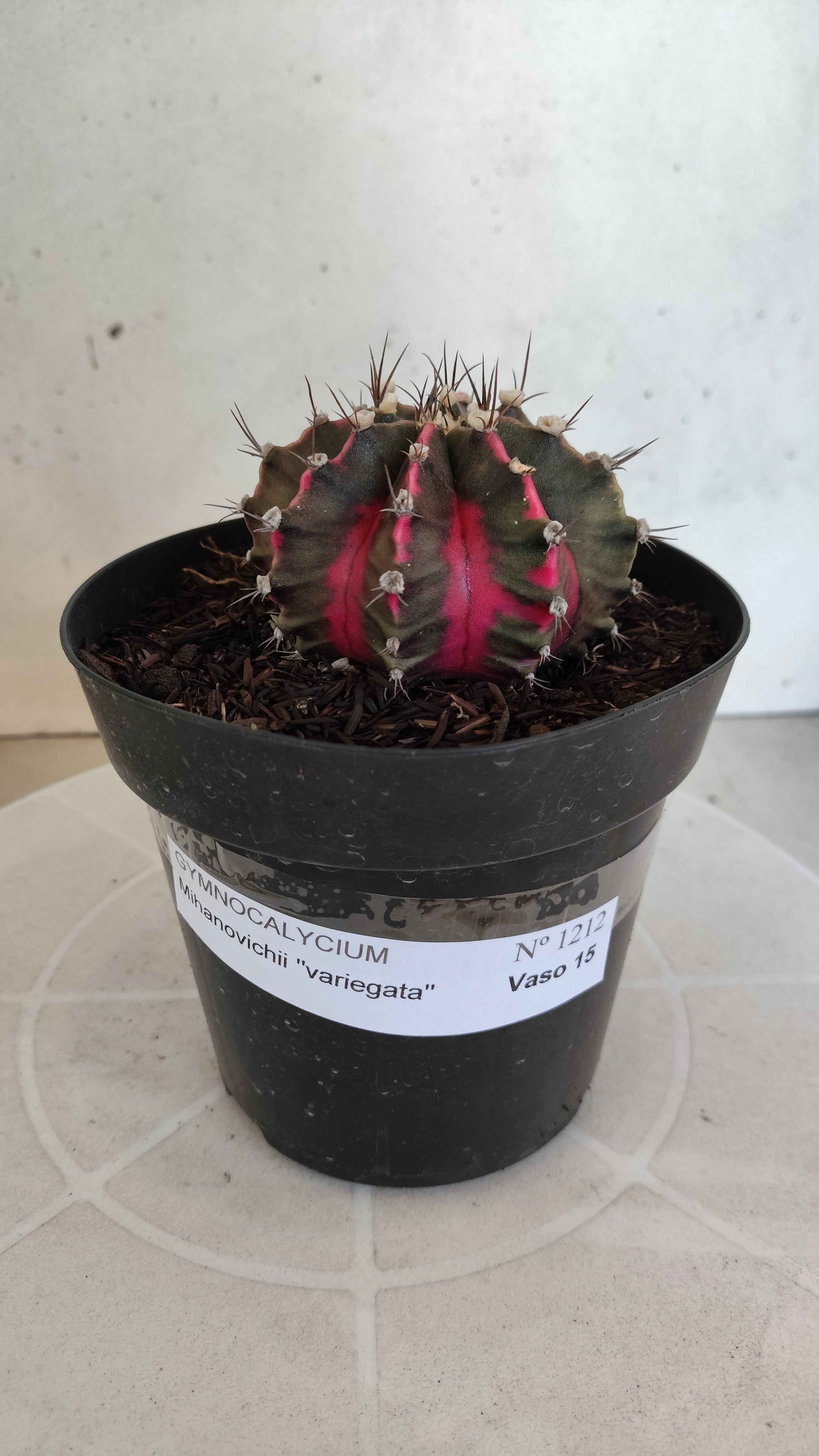 GYMNOCALYCIUM Mihanovichii Variegata Nº 1212 – vaso 15