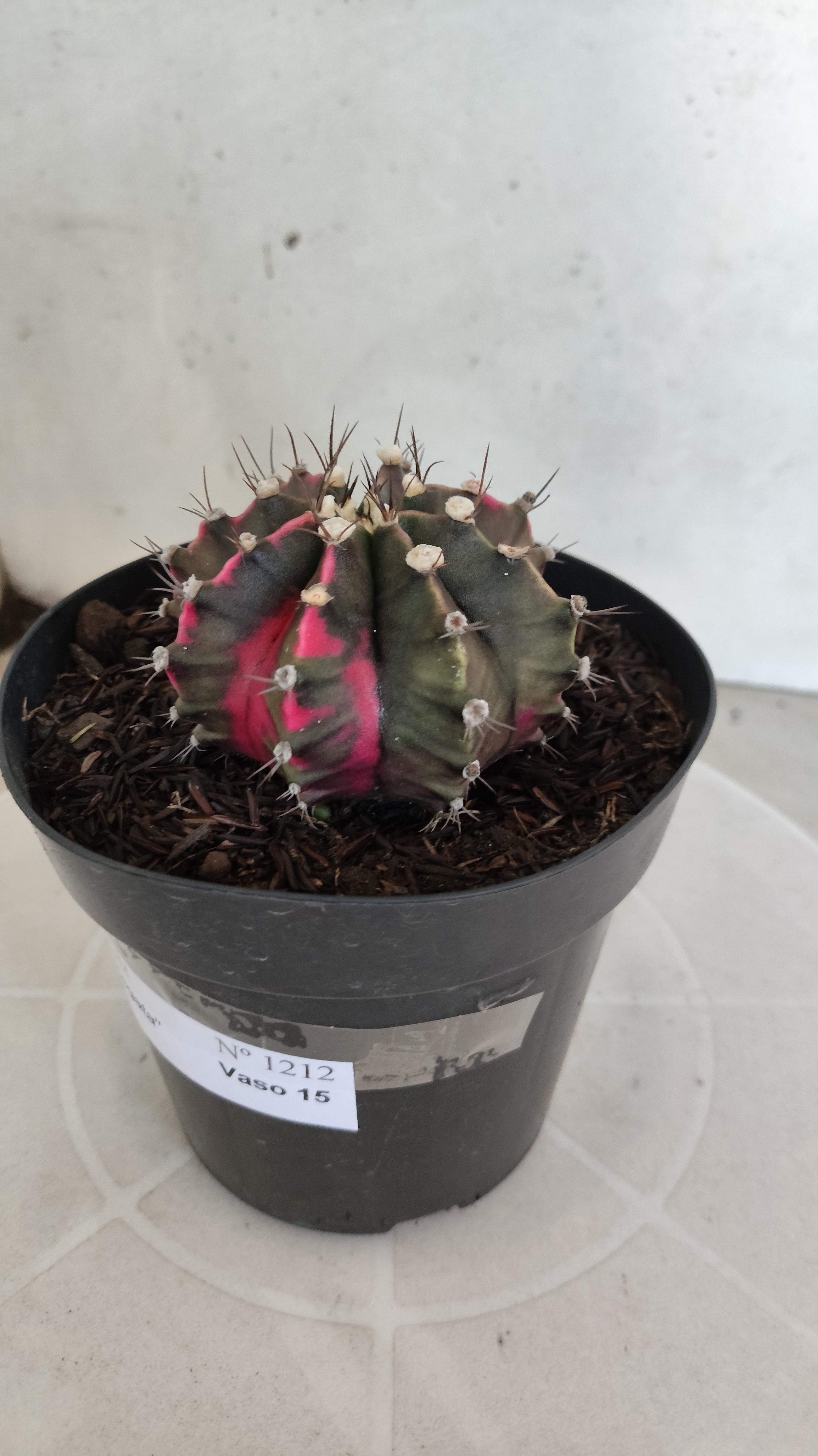 GYMNOCALYCIUM Mihanovichii Variegata Nº 1212 – vaso 15