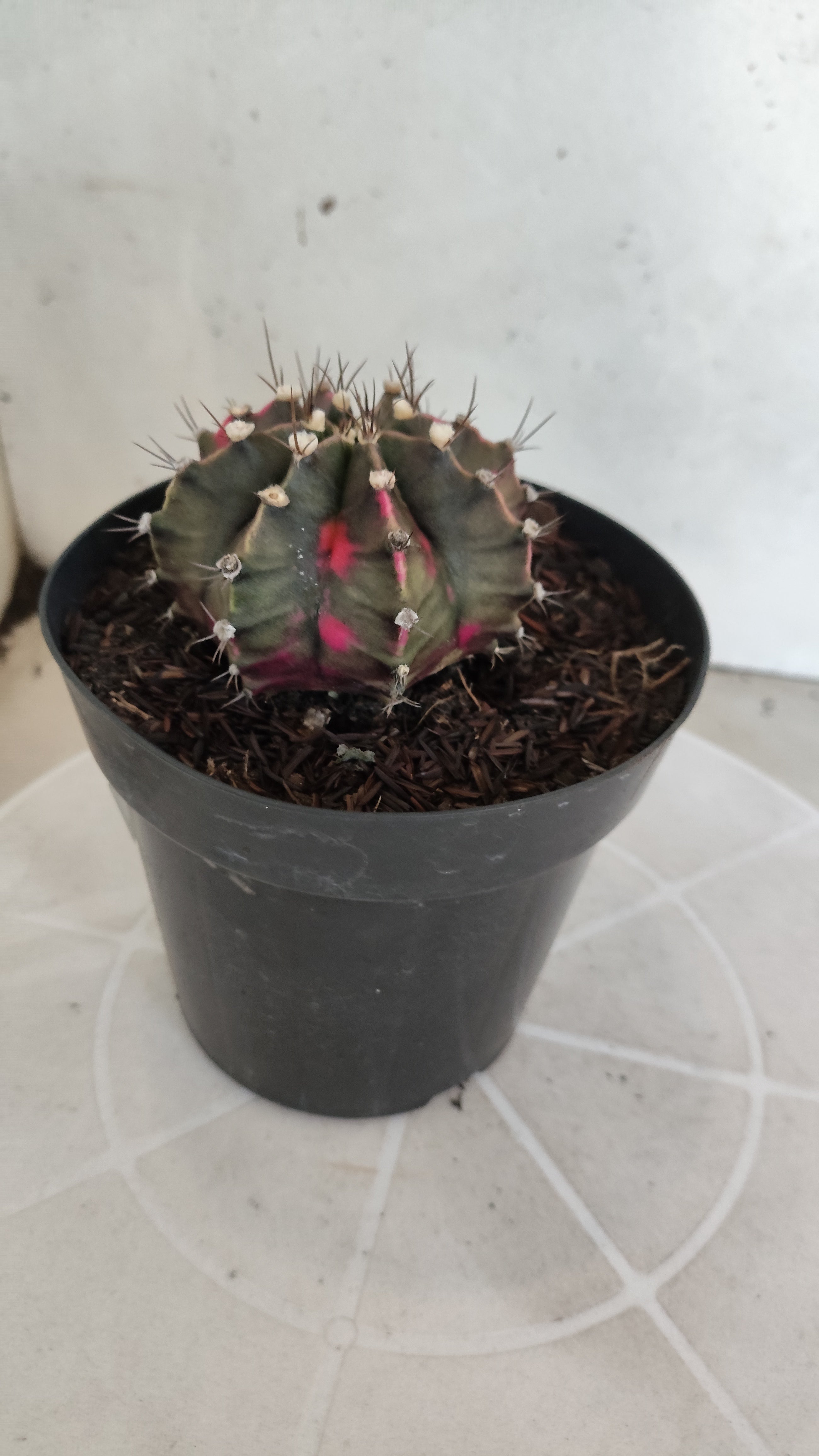 GYMNOCALYCIUM Mihanovichii Variegata Nº 1212 – vaso 15
