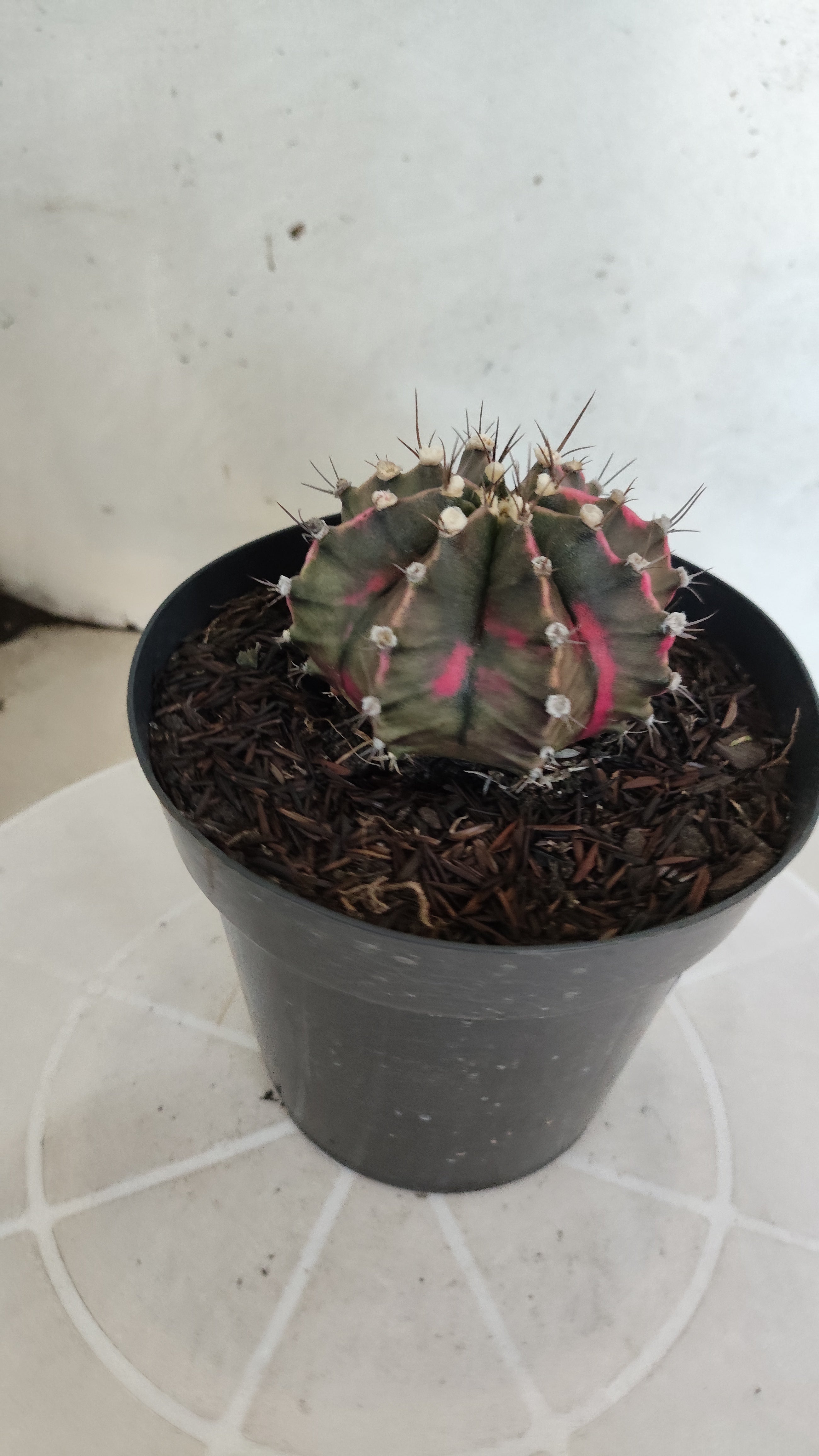 GYMNOCALYCIUM Mihanovichii Variegata Nº 1212 – vaso 15