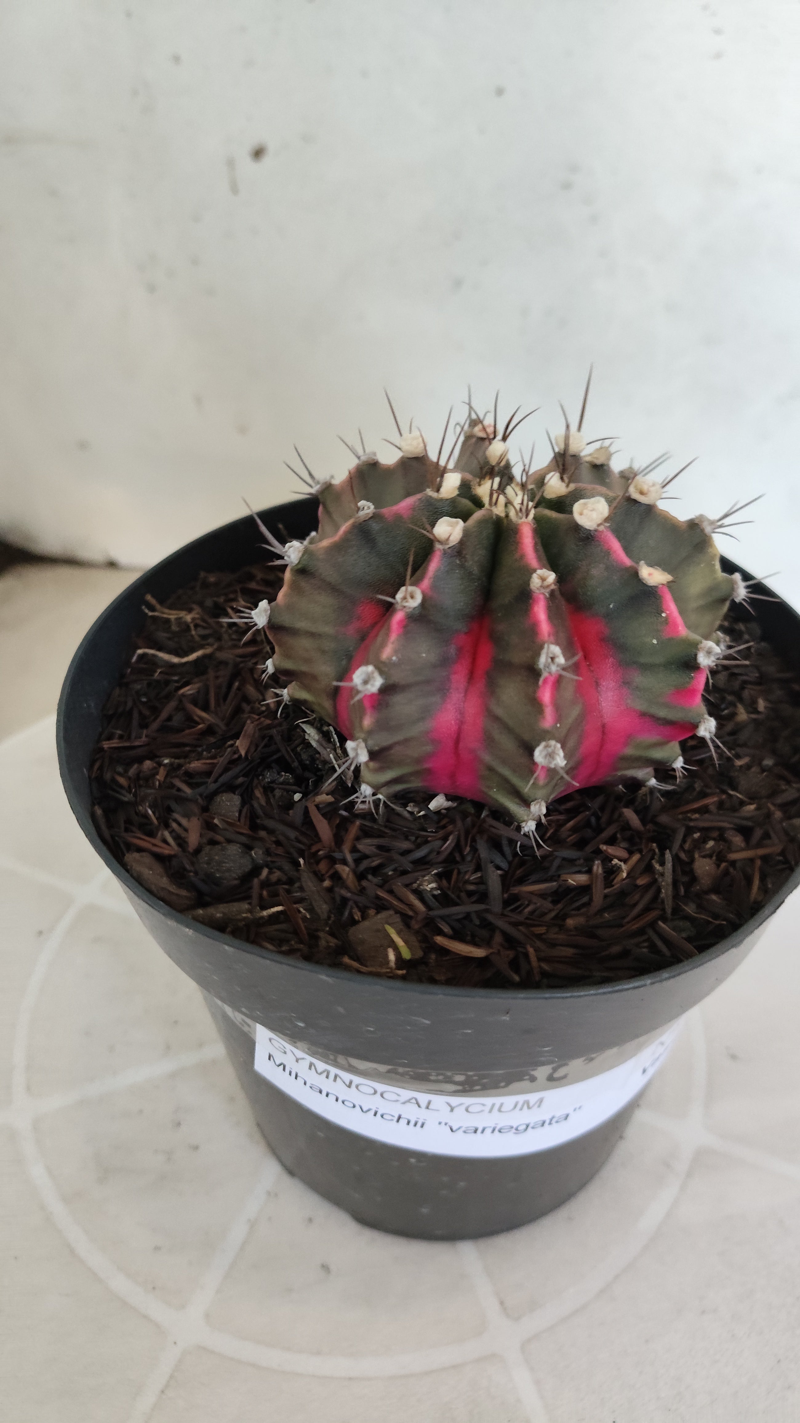 GYMNOCALYCIUM Mihanovichii Variegata Nº 1212 – vaso 15