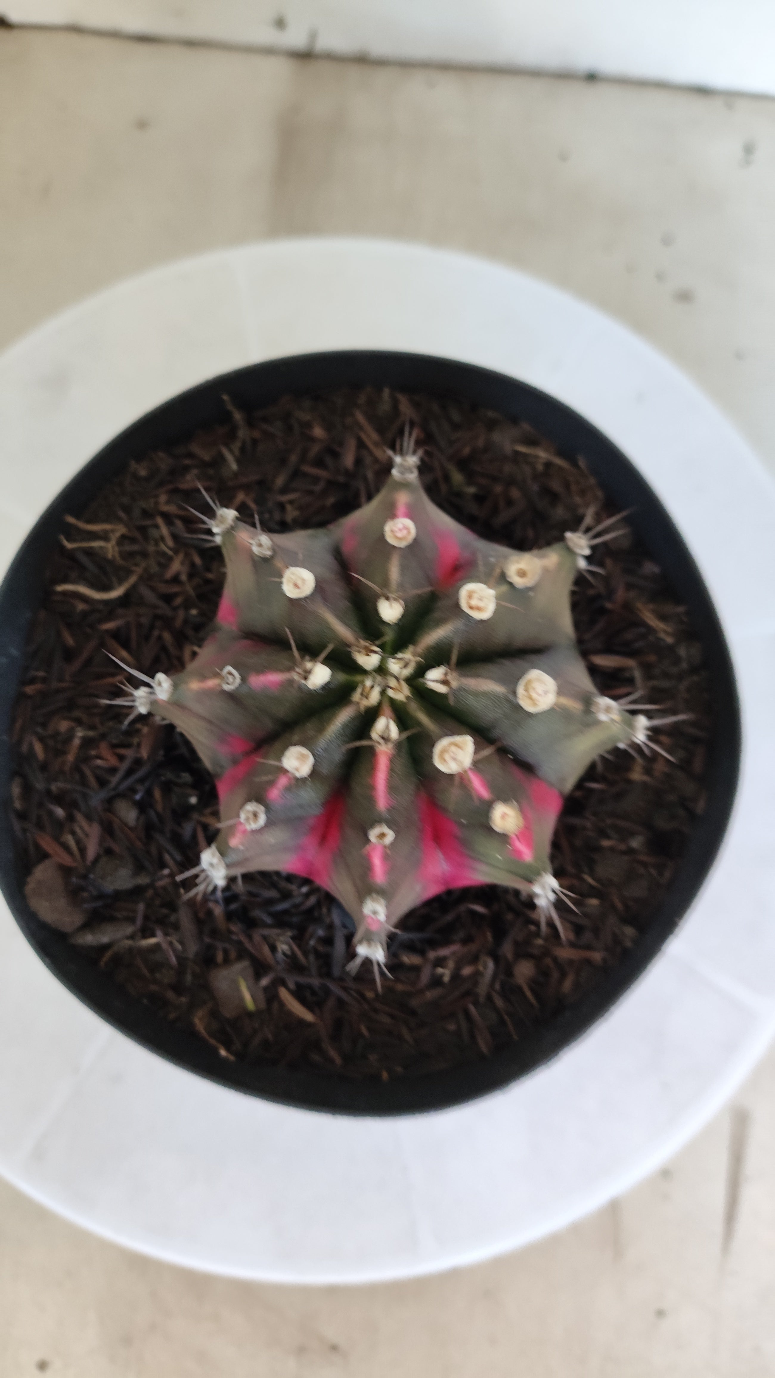 GYMNOCALYCIUM Mihanovichii Variegata Nº 1212 – vaso 15