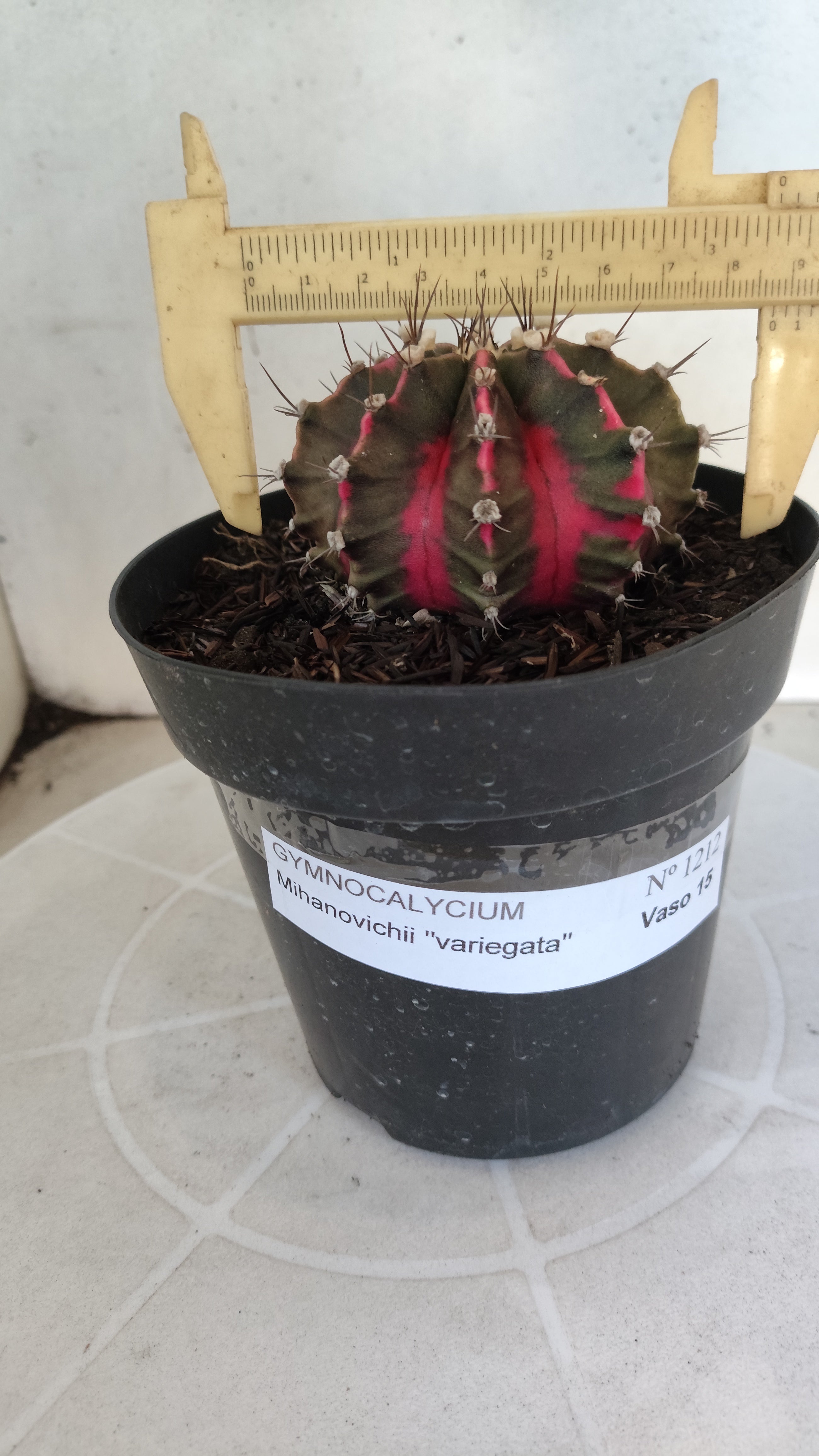 GYMNOCALYCIUM Mihanovichii Variegata Nº 1212 – vaso 15