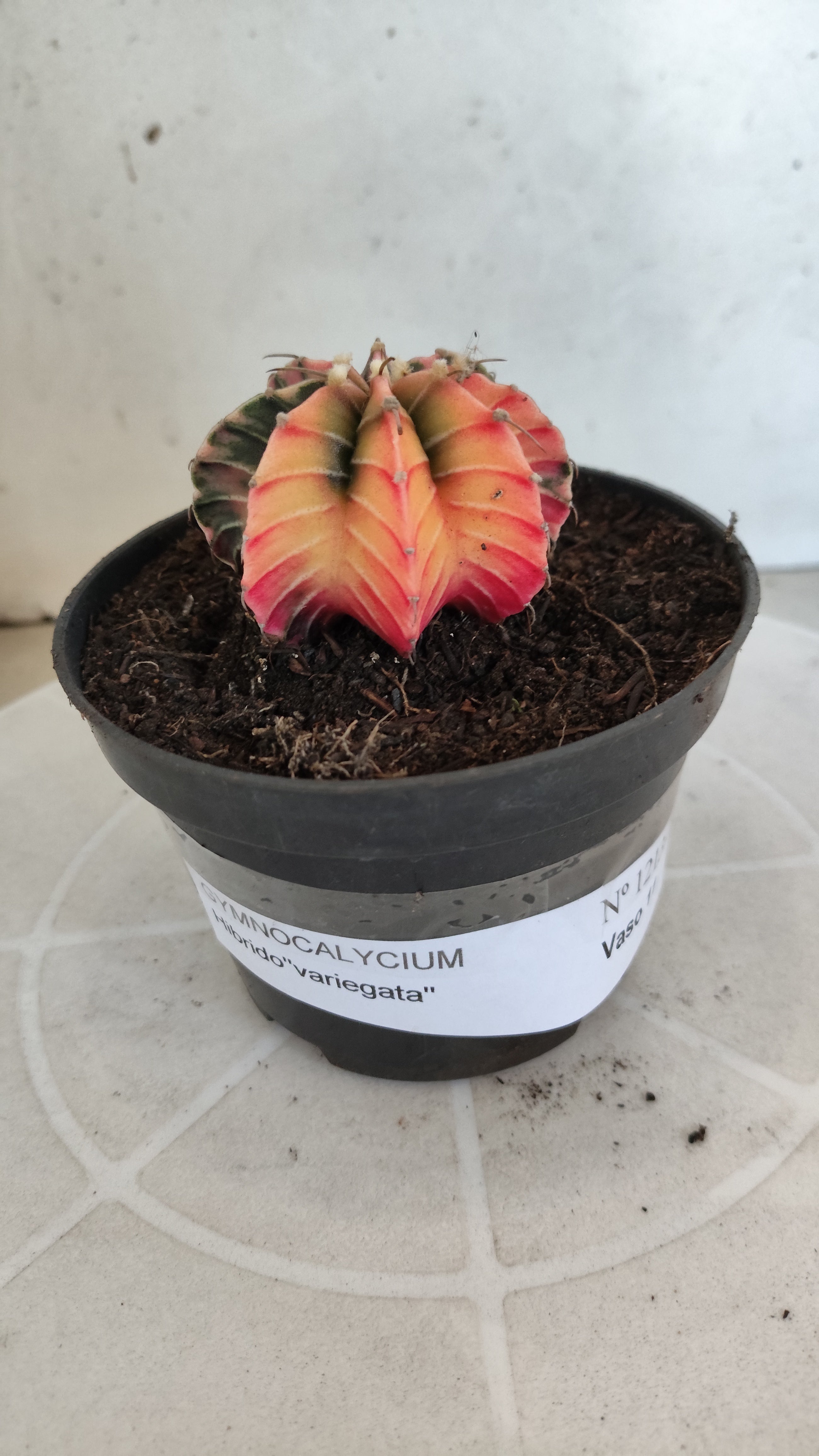 GYMNOCALYCIUM HIBRIDO Variegata Nº 1213 – vaso 11