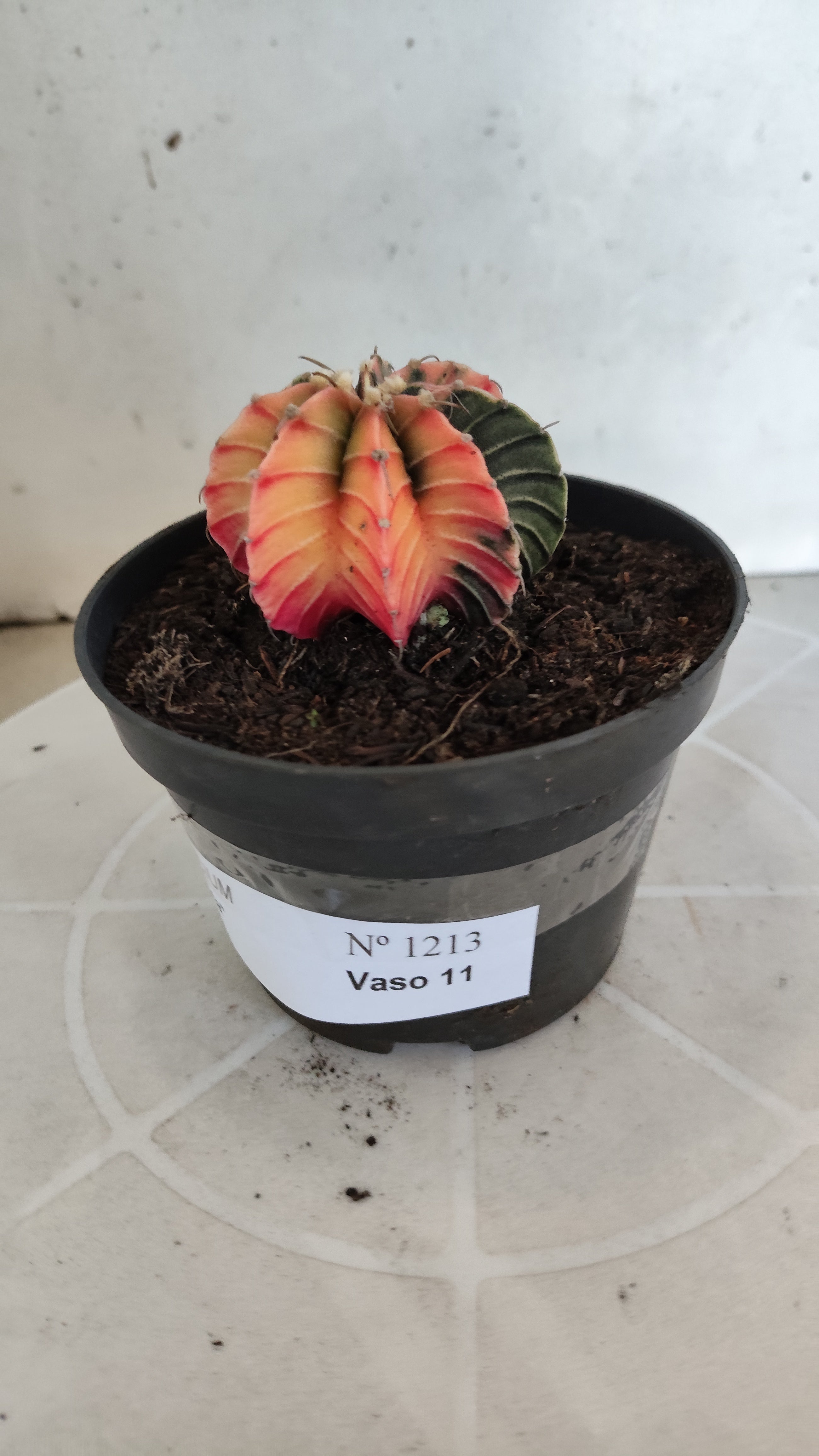 GYMNOCALYCIUM HIBRIDO Variegata Nº 1213 – vaso 11