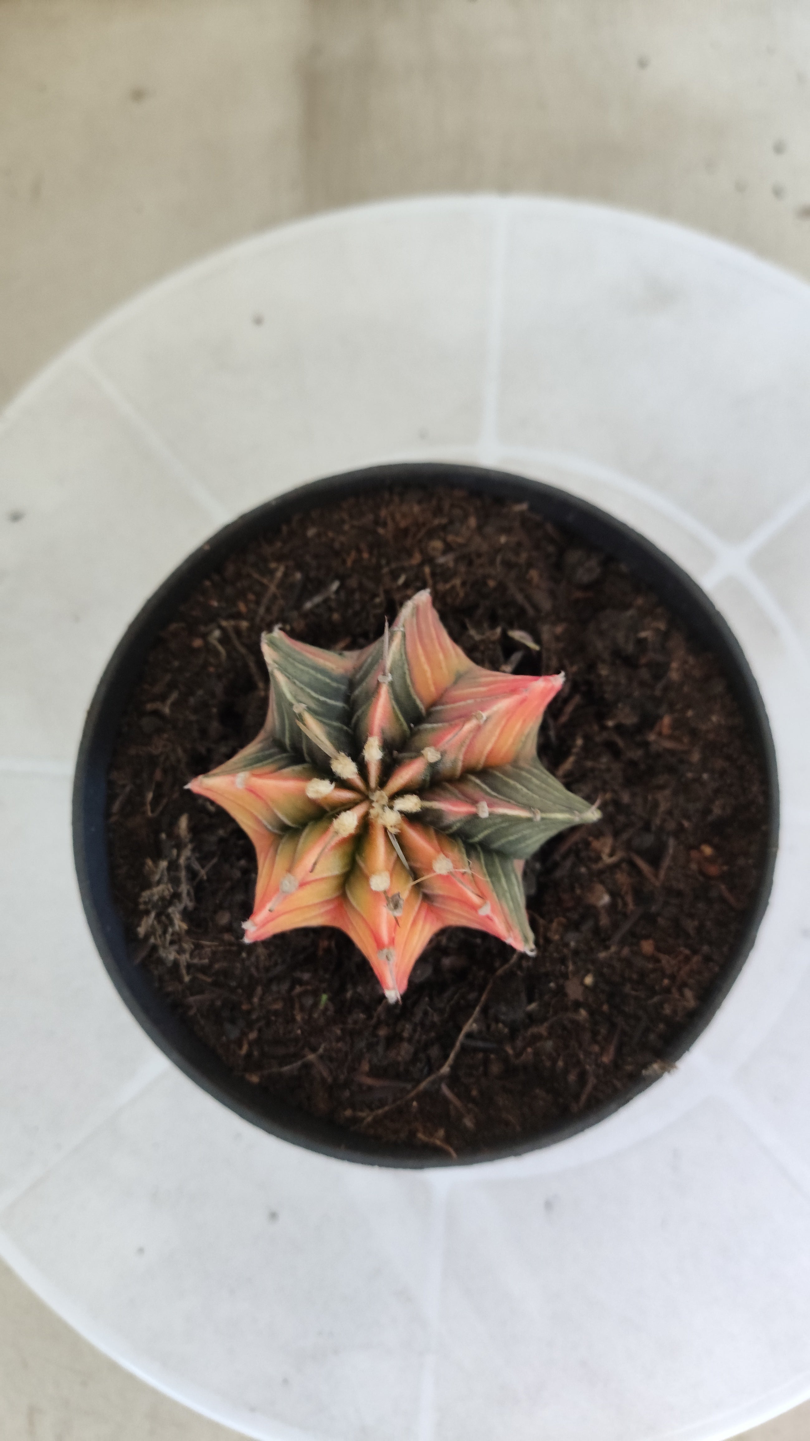 GYMNOCALYCIUM HIBRIDO Variegata Nº 1213 – vaso 11