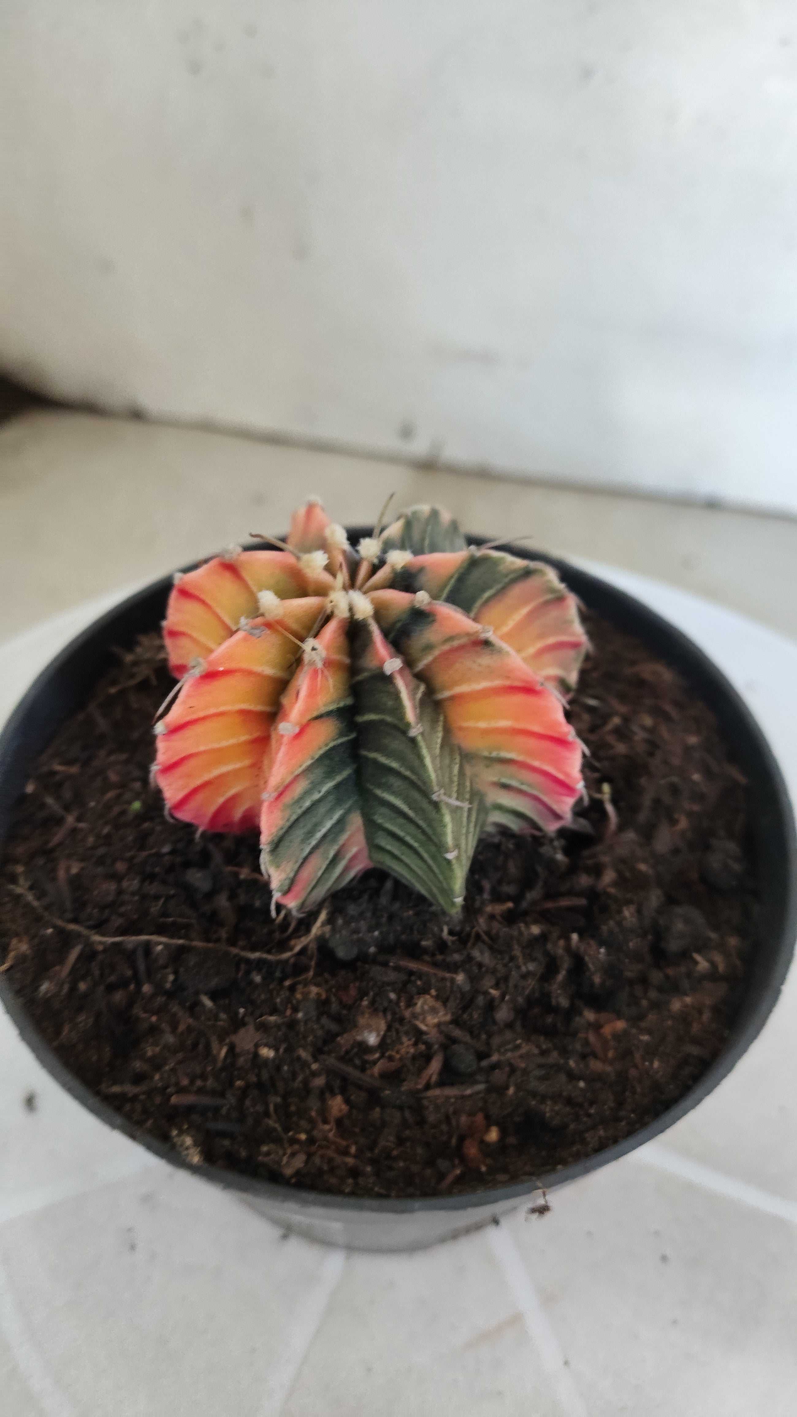 GYMNOCALYCIUM HIBRIDO Variegata Nº 1213 – vaso 11