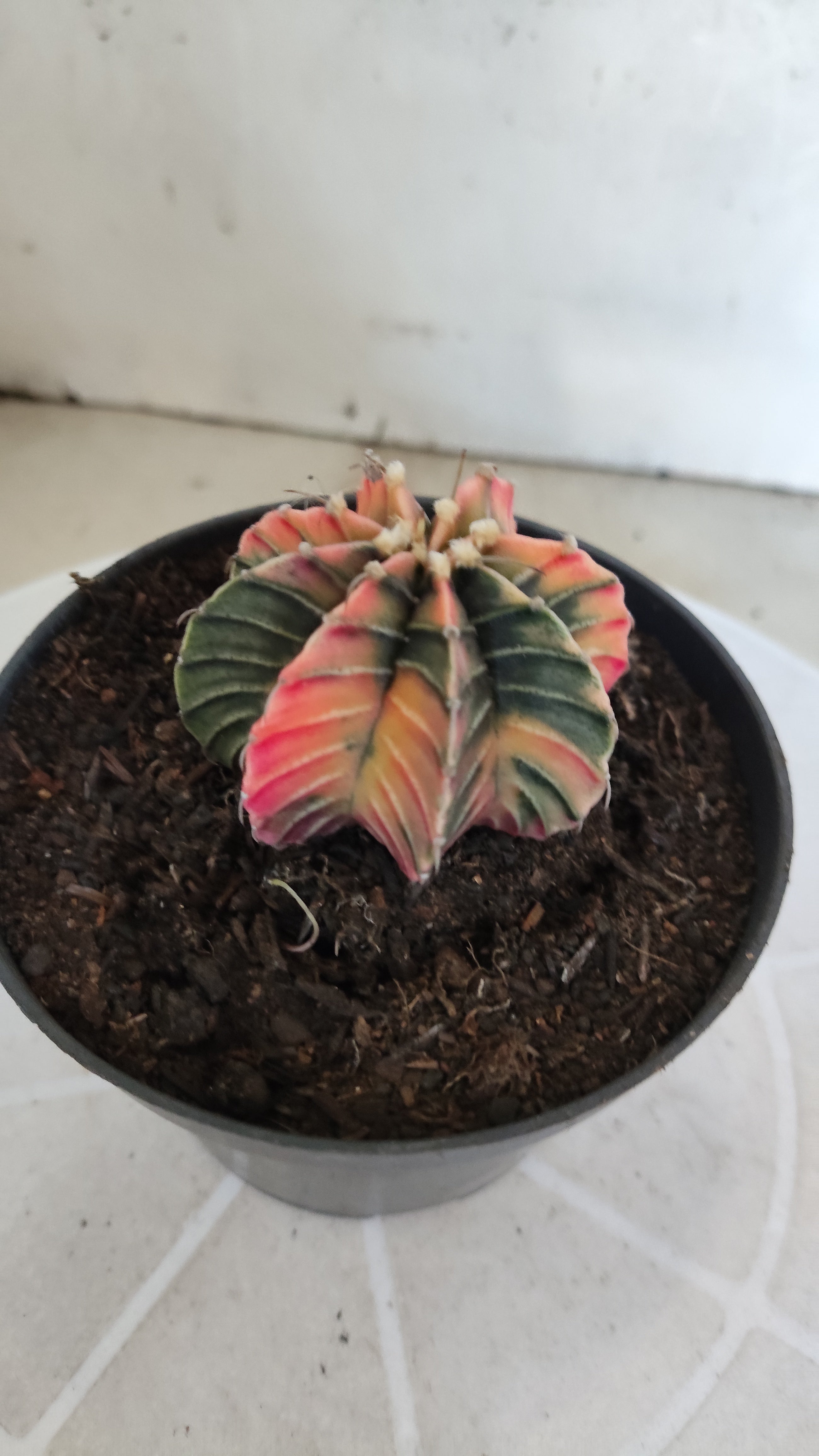 GYMNOCALYCIUM HIBRIDO Variegata Nº 1213 – vaso 11