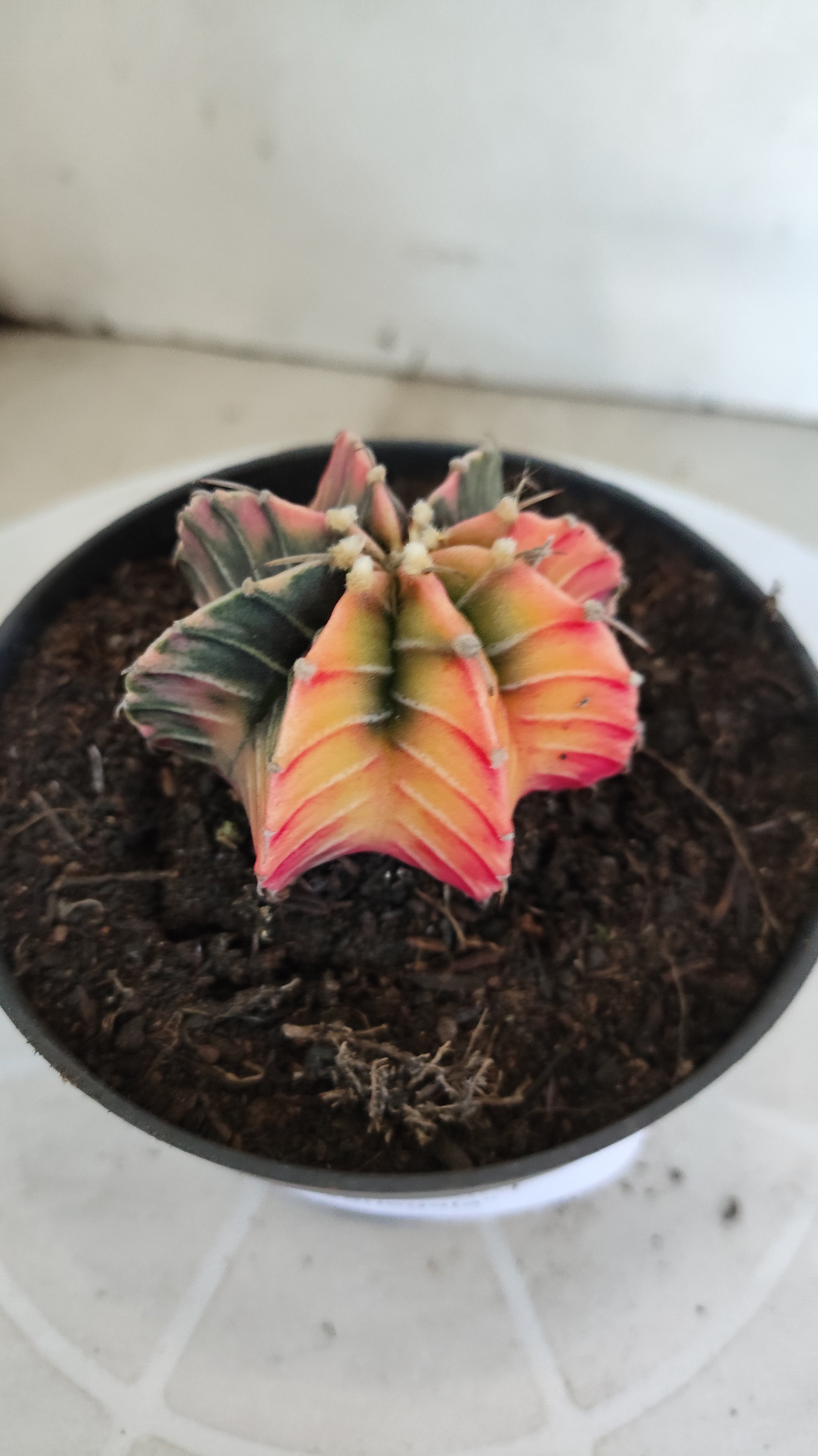GYMNOCALYCIUM HIBRIDO Variegata Nº 1213 – vaso 11