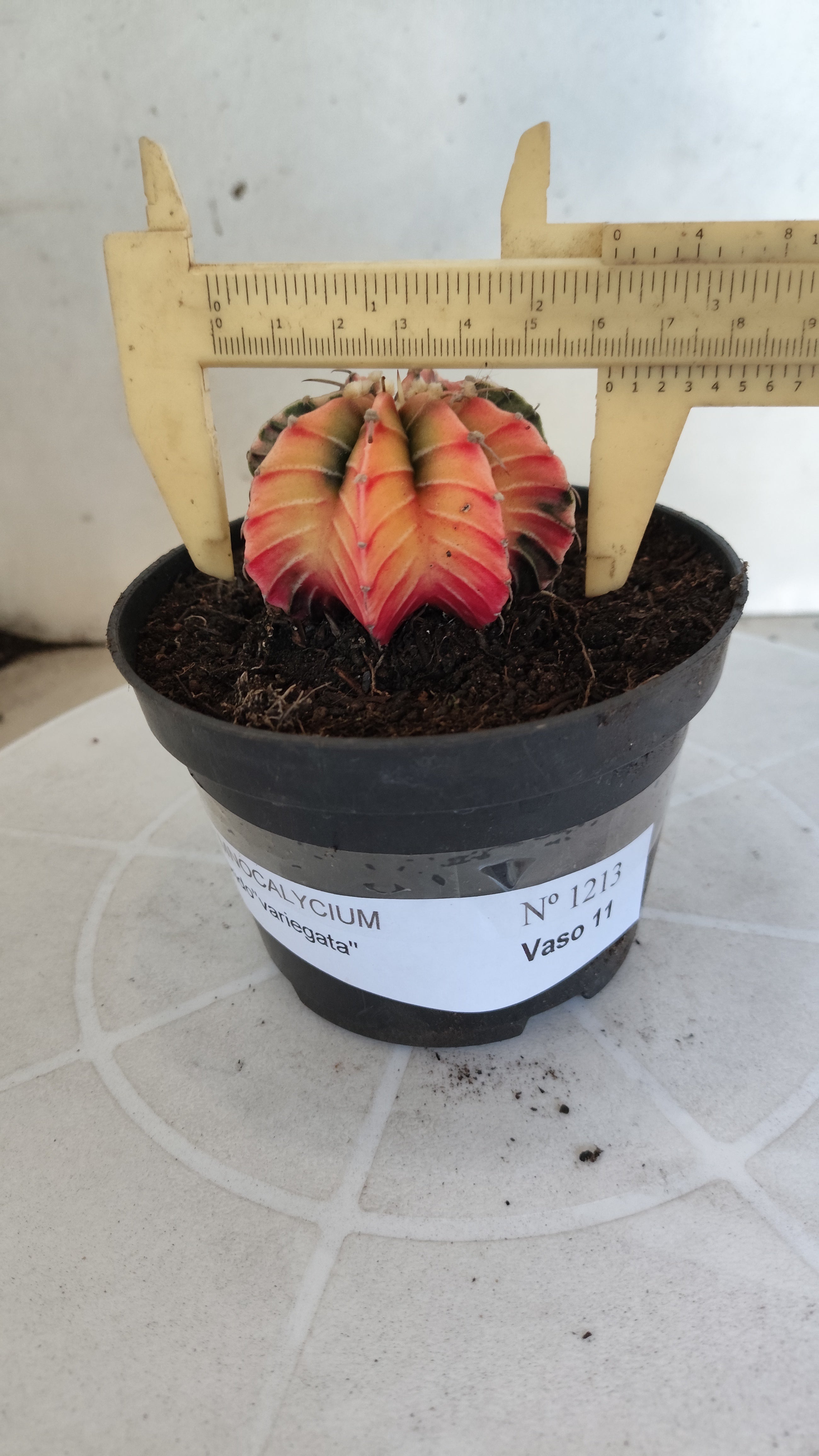 GYMNOCALYCIUM HIBRIDO Variegata Nº 1213 – vaso 11