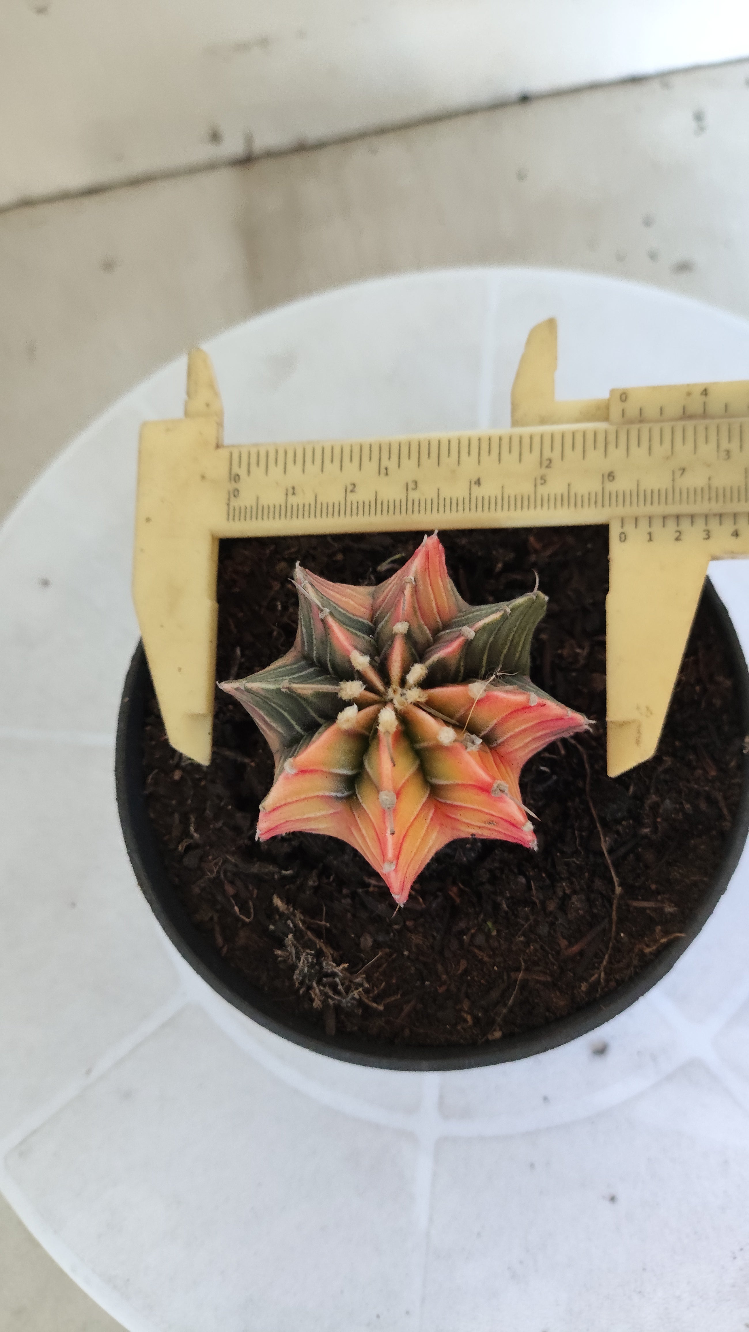 GYMNOCALYCIUM HIBRIDO Variegata Nº 1213 – vaso 11