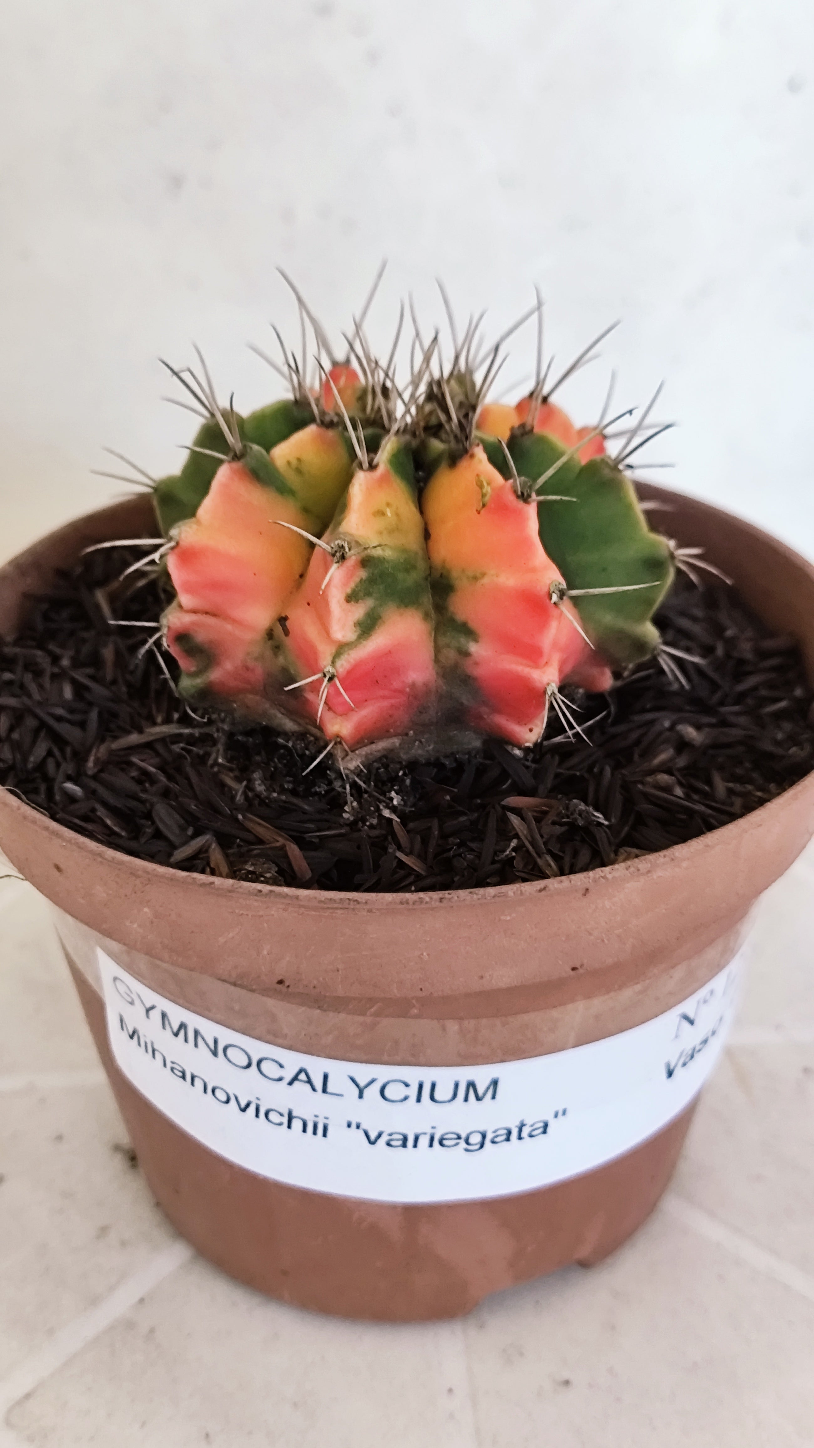 GYMNOCALYCIUM Mihanovichii Variegata Nº 1216 – vaso 11