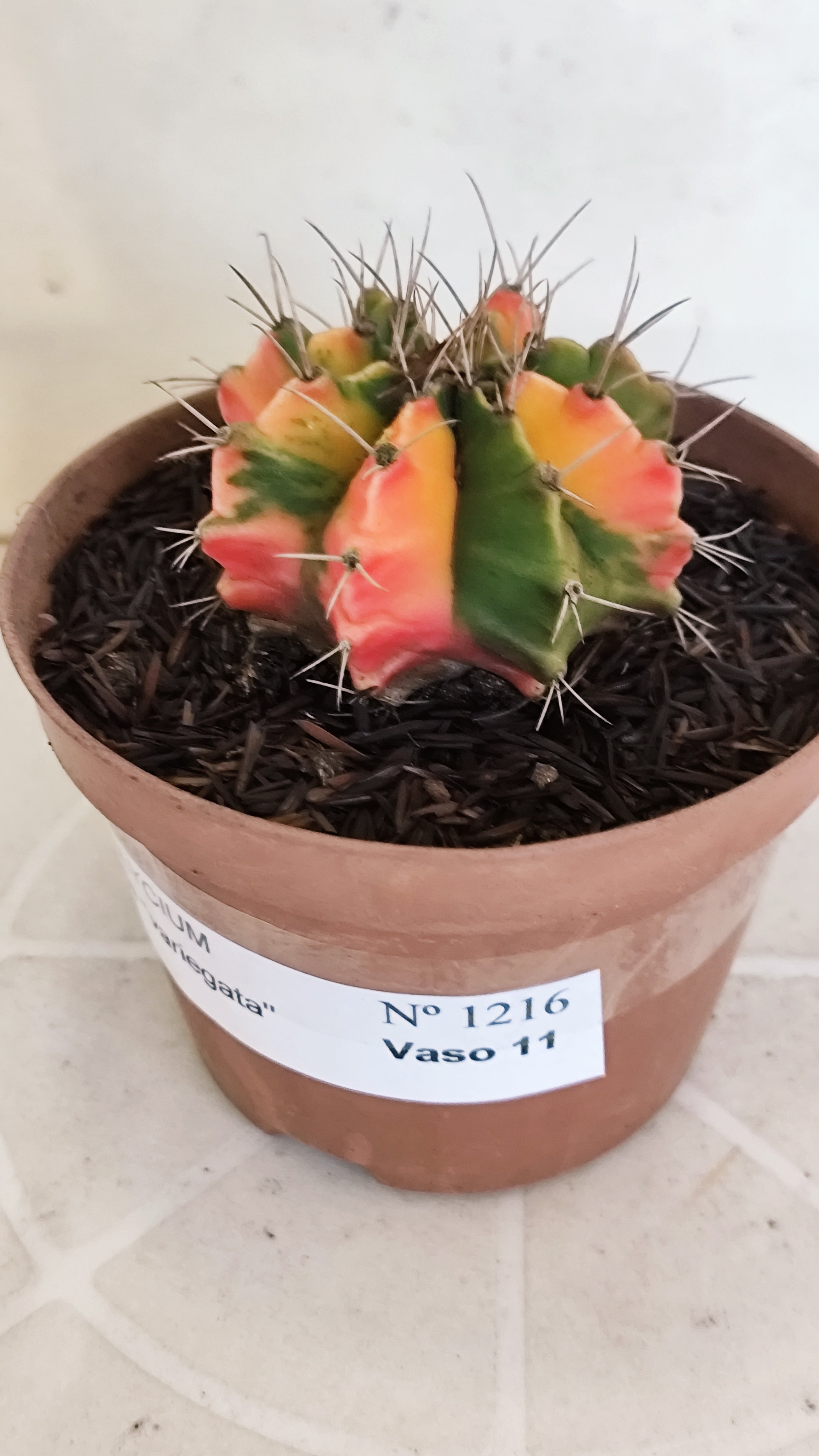 GYMNOCALYCIUM Mihanovichii Variegata Nº 1216 – vaso 11