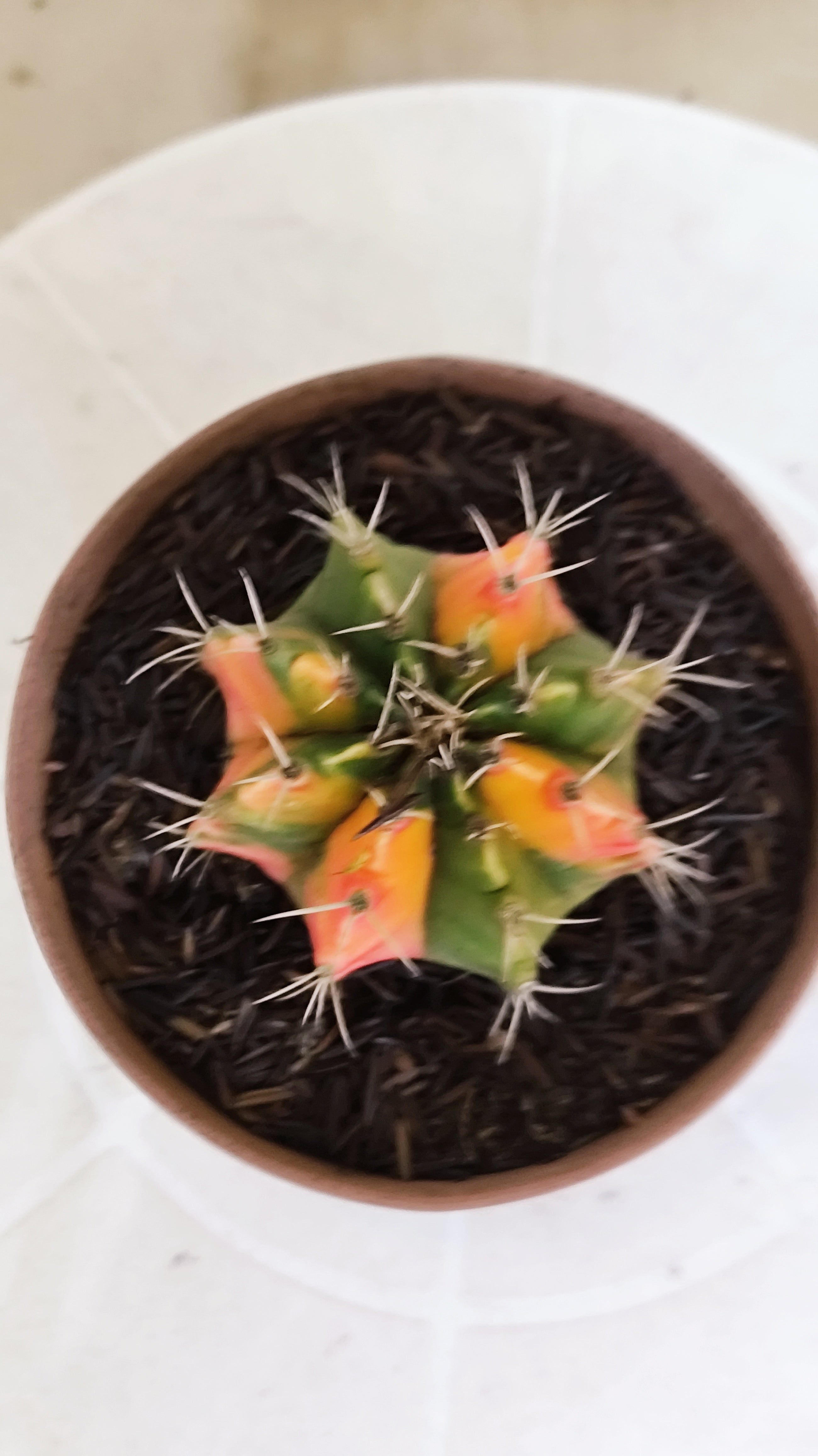 GYMNOCALYCIUM Mihanovichii Variegata Nº 1216 – vaso 11