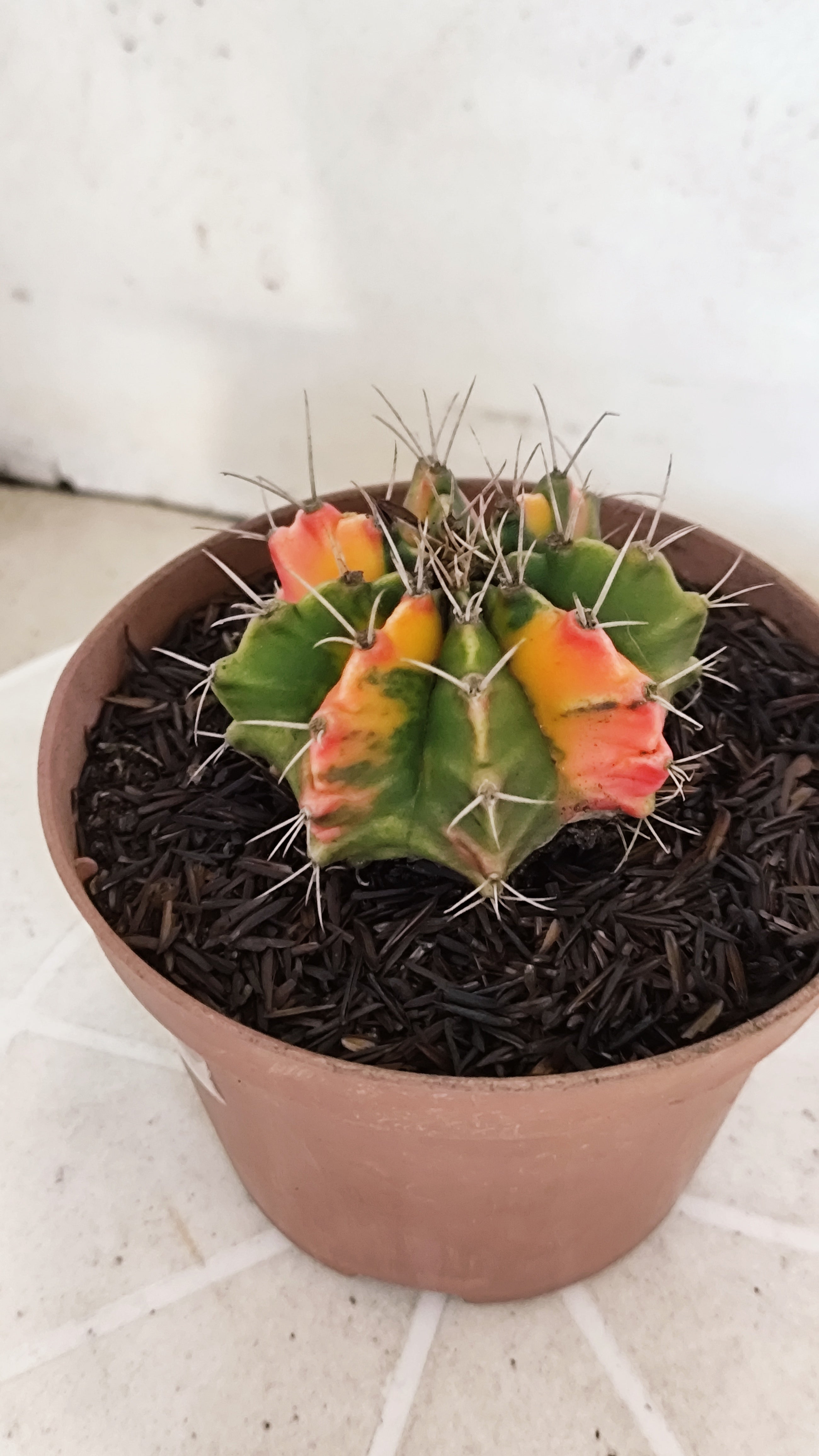 GYMNOCALYCIUM Mihanovichii Variegata Nº 1216 – vaso 11