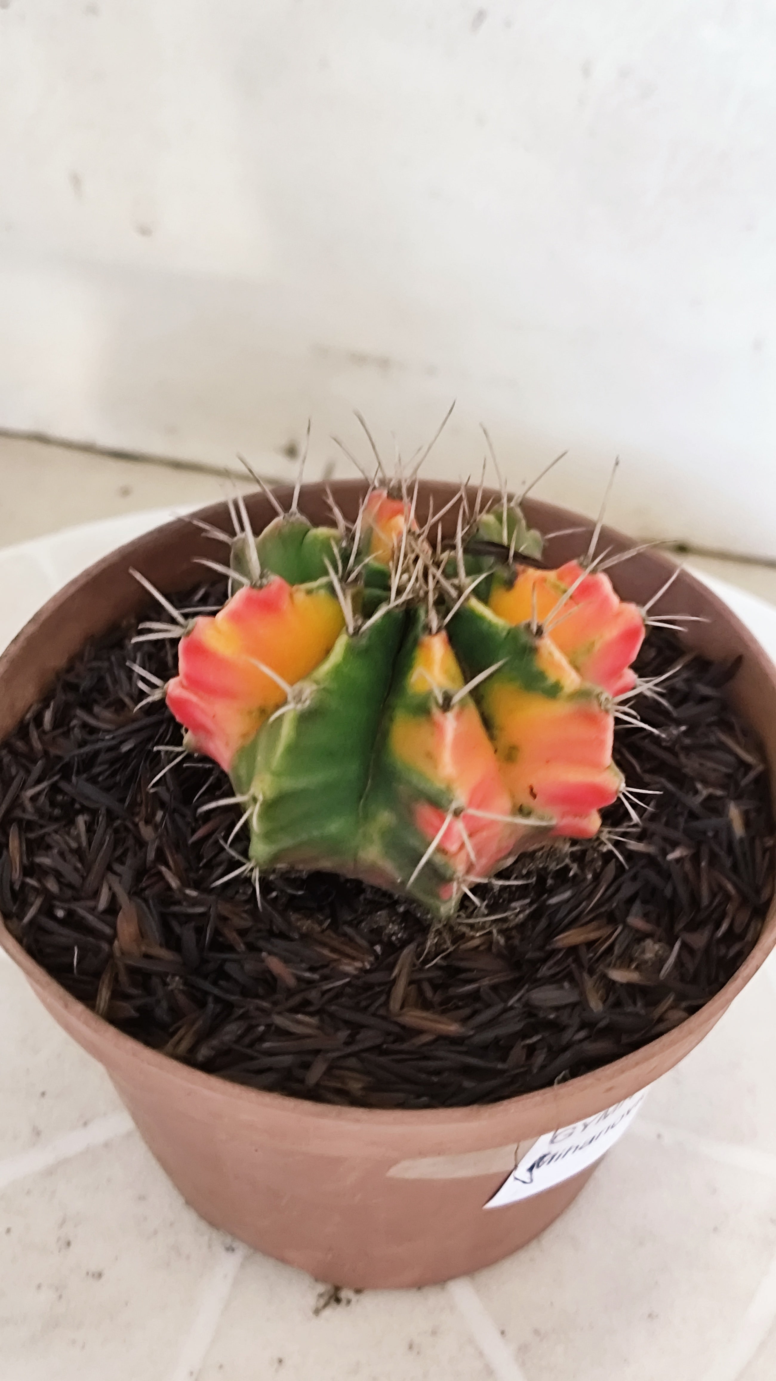 GYMNOCALYCIUM Mihanovichii Variegata Nº 1216 – vaso 11