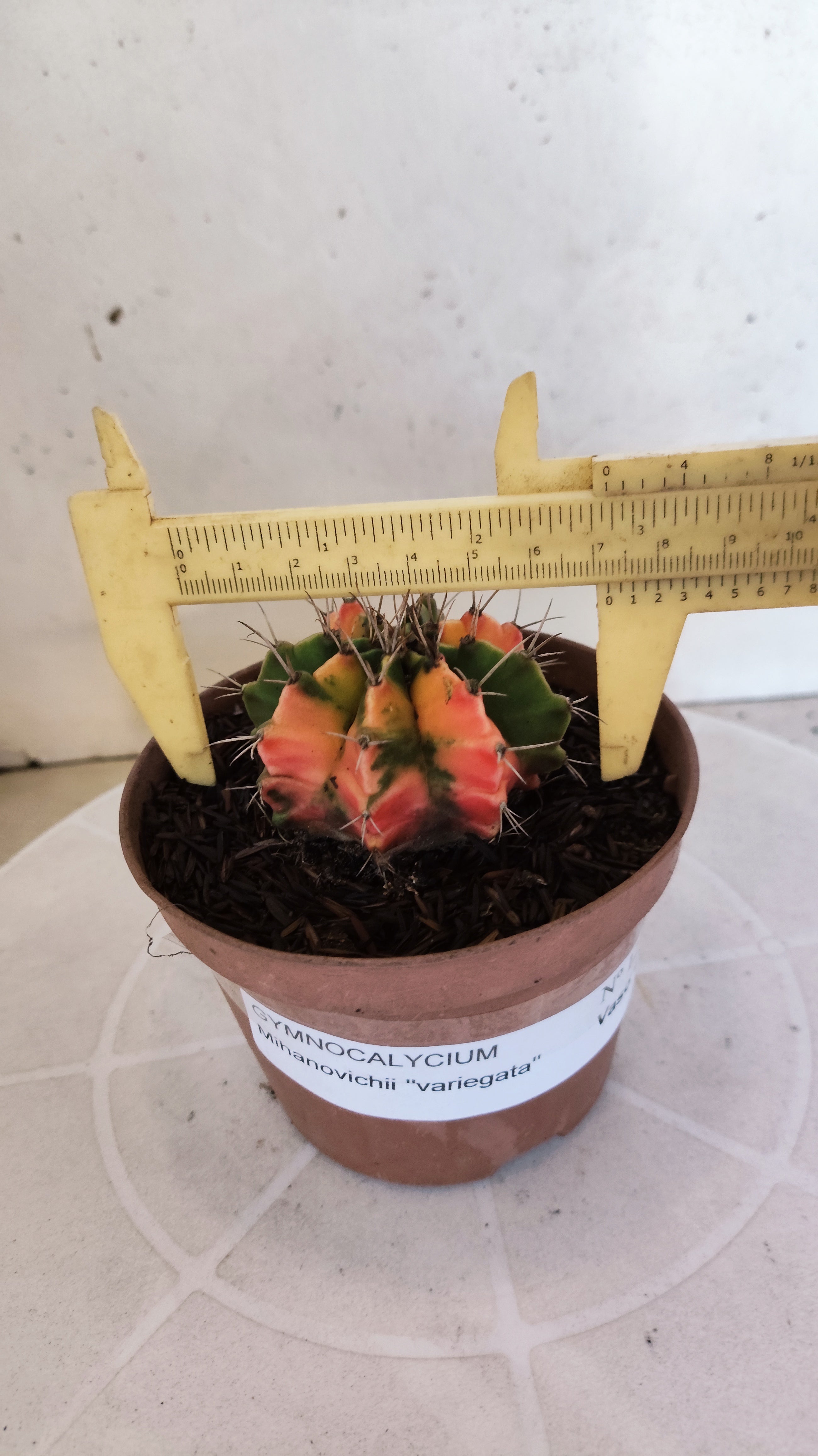 GYMNOCALYCIUM Mihanovichii Variegata Nº 1216 – vaso 11