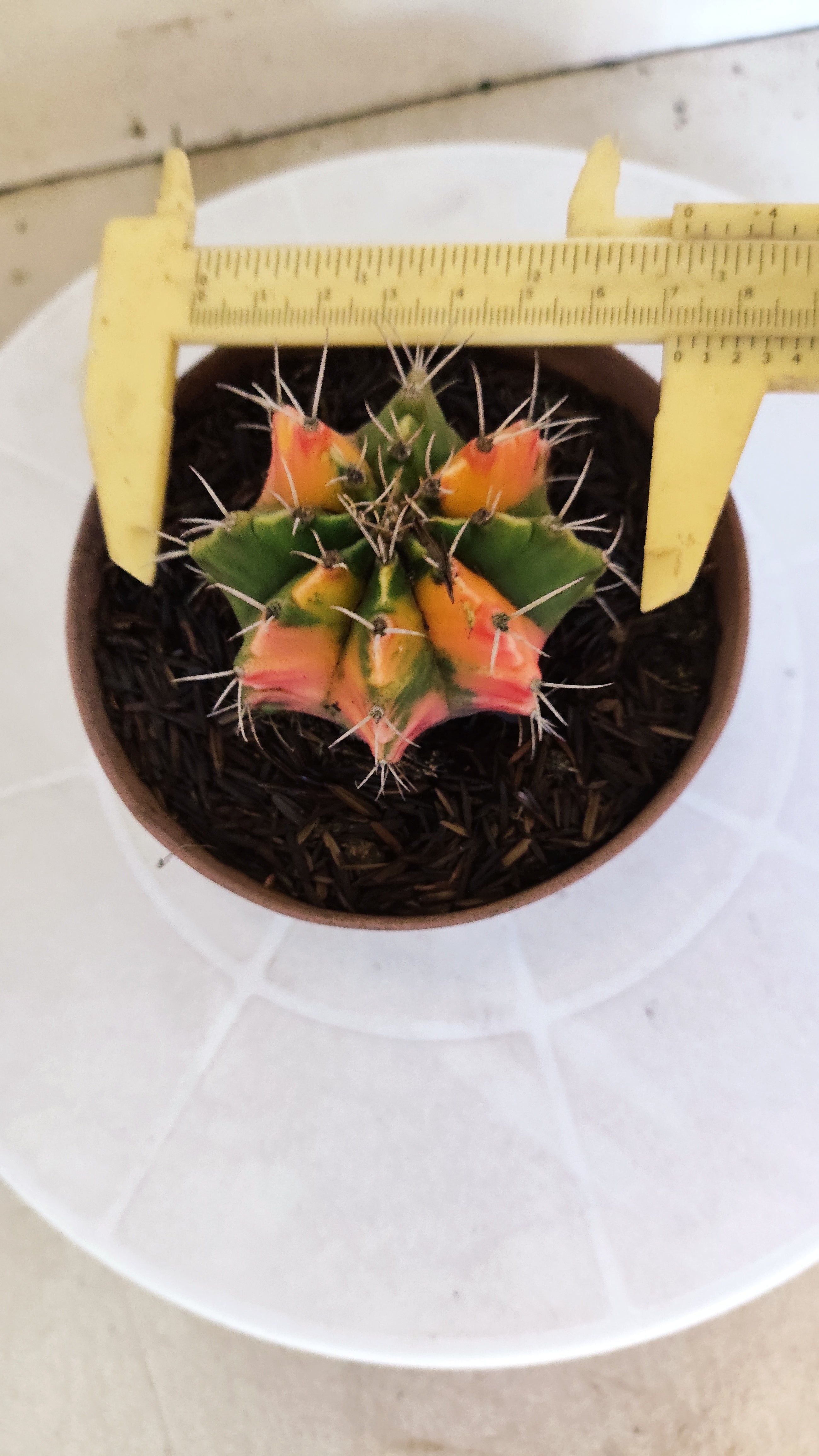 GYMNOCALYCIUM Mihanovichii Variegata Nº 1216 – vaso 11