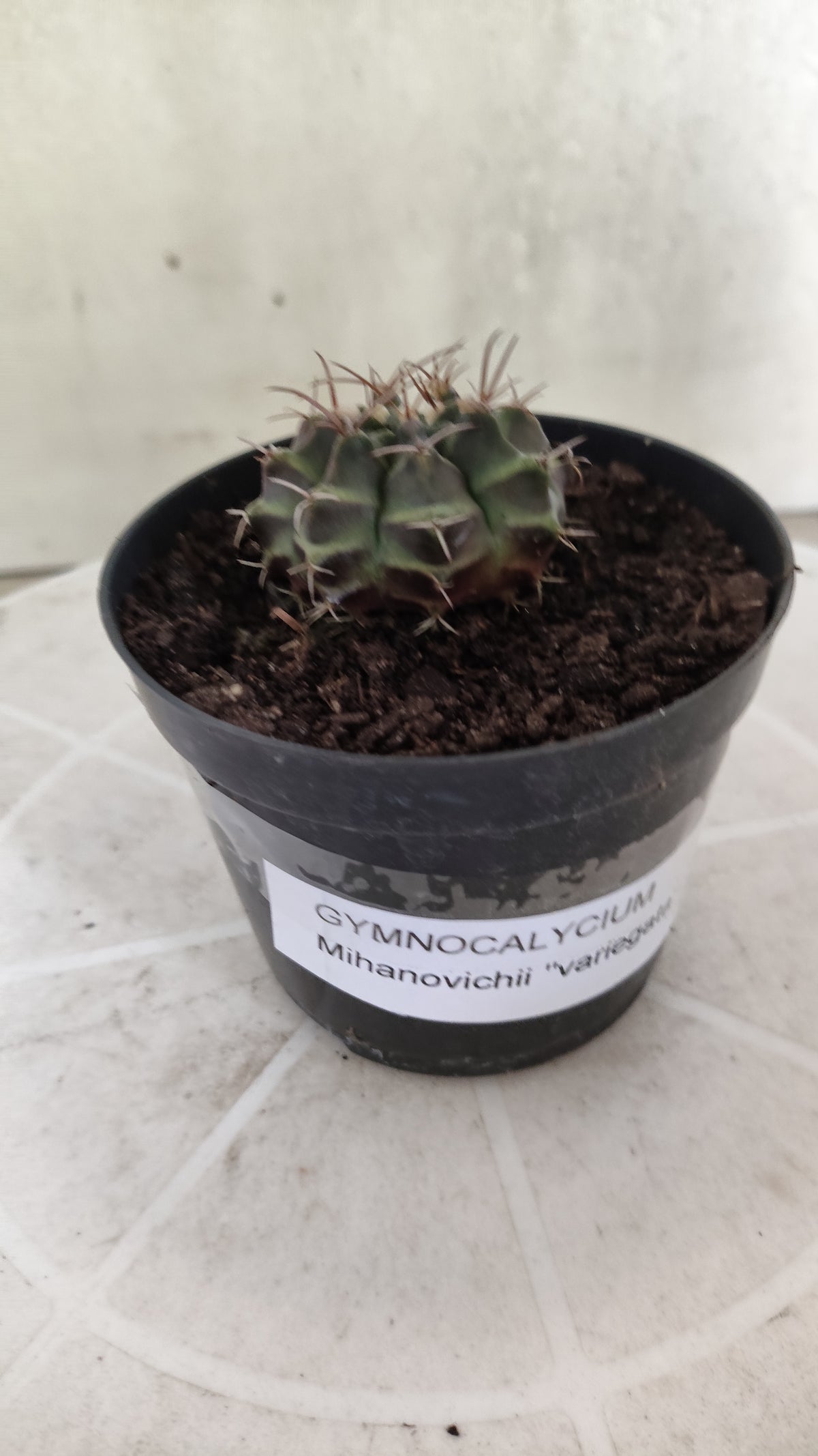 GYMNOCALYCIUM Mihanovichii Variegata Nº 1496 – vaso 09
