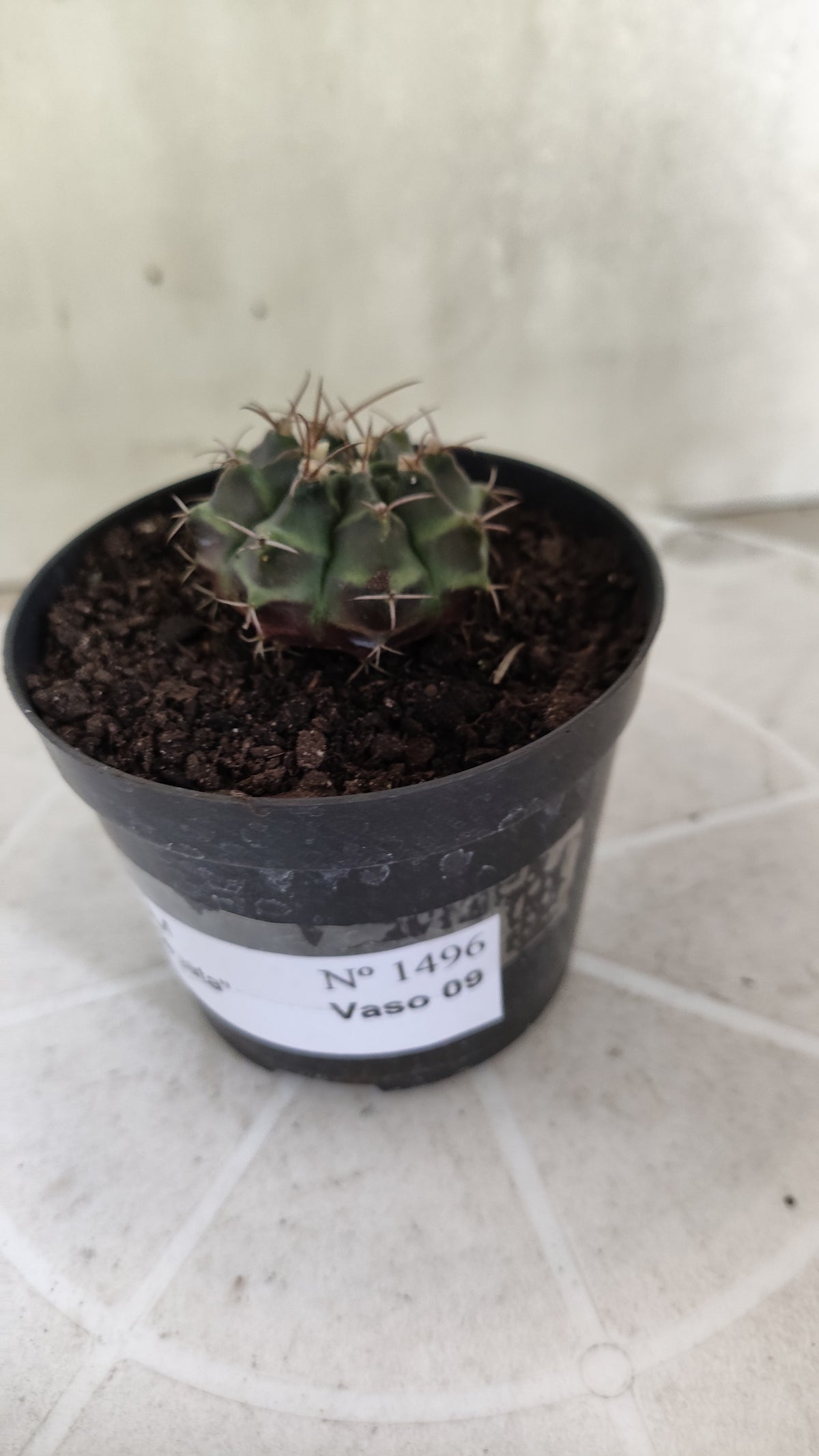 GYMNOCALYCIUM Mihanovichii Variegata Nº 1496 – vaso 09