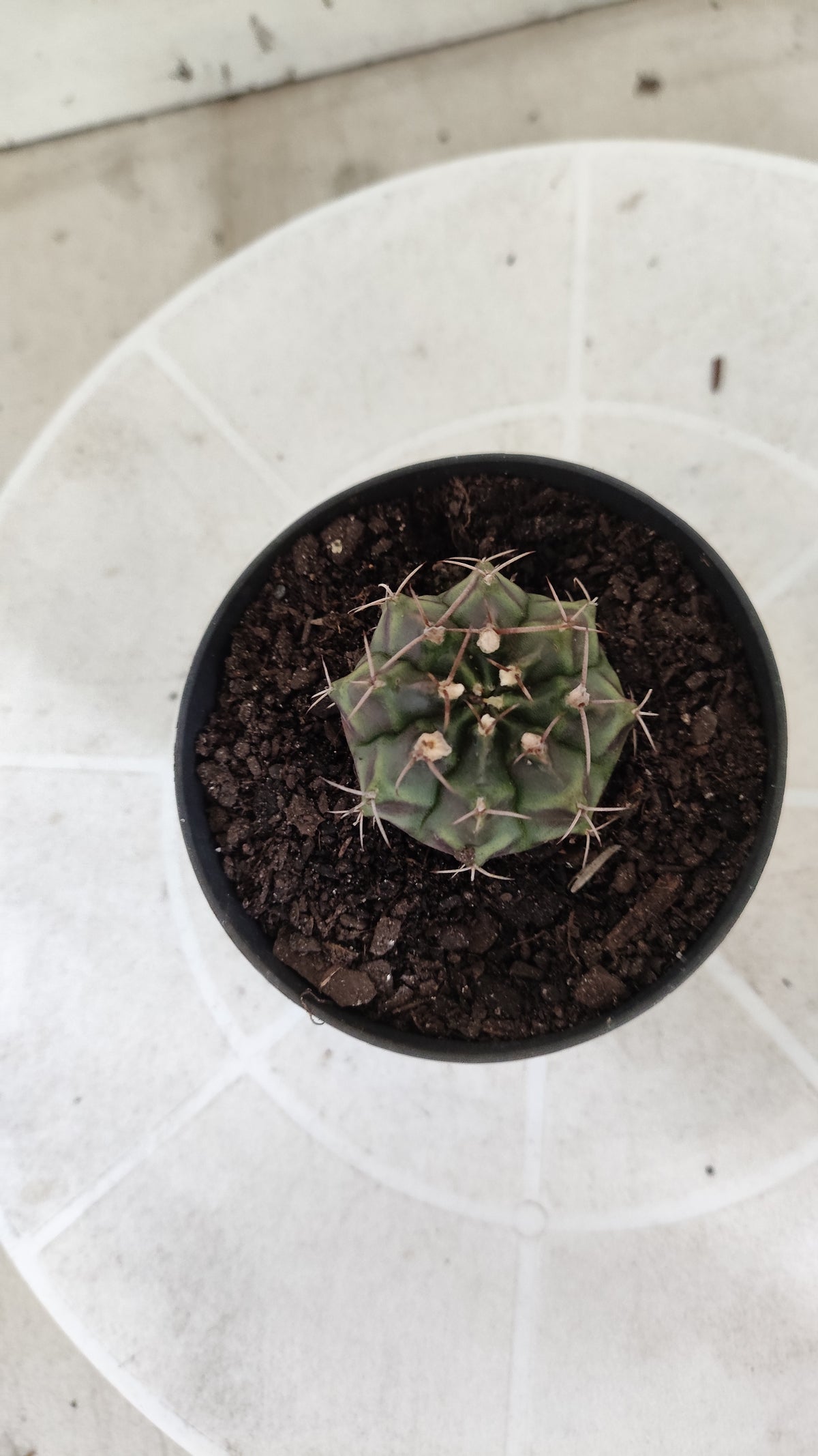 GYMNOCALYCIUM Mihanovichii Variegata Nº 1496 – vaso 09