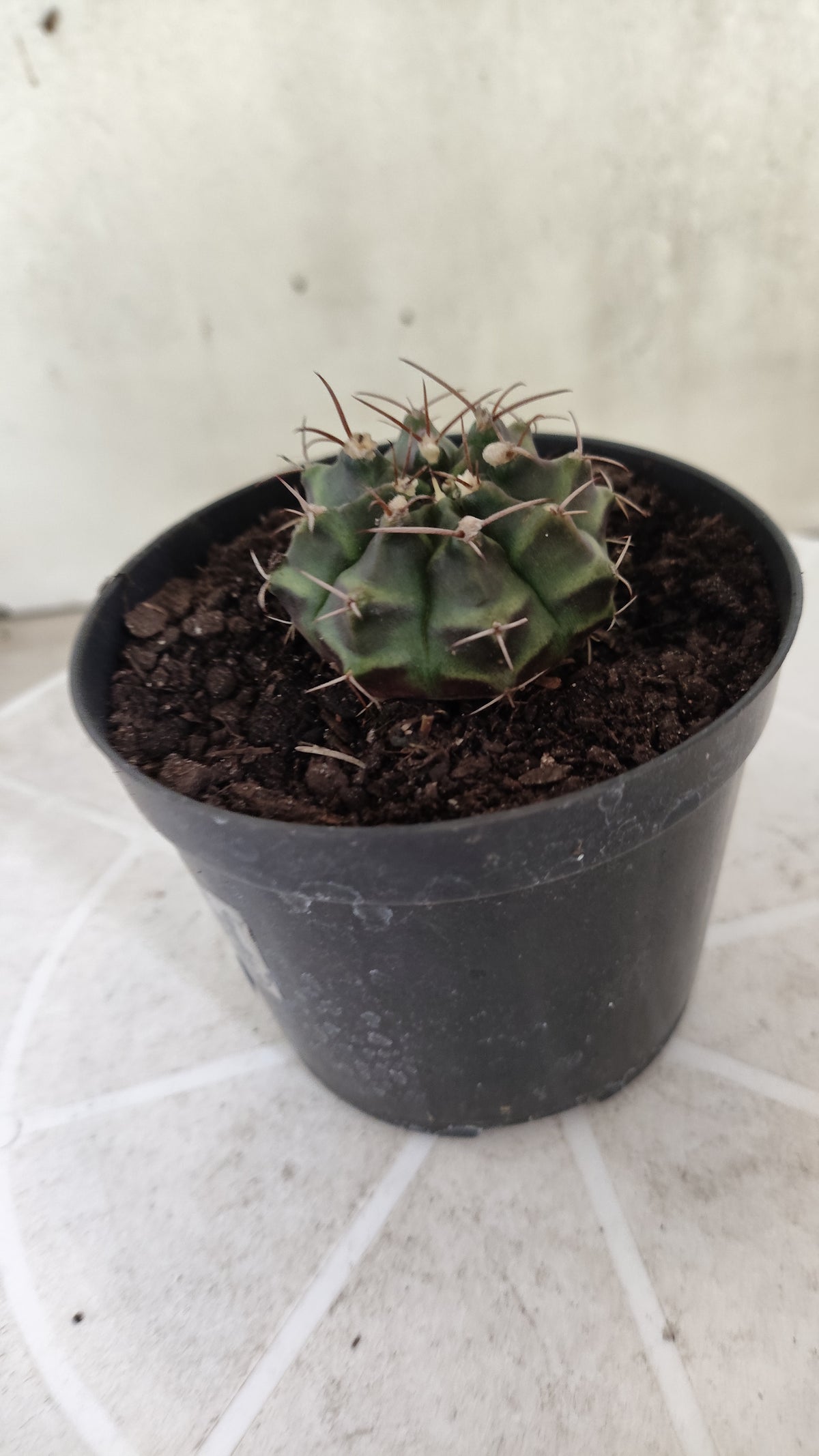 GYMNOCALYCIUM Mihanovichii Variegata Nº 1496 – vaso 09