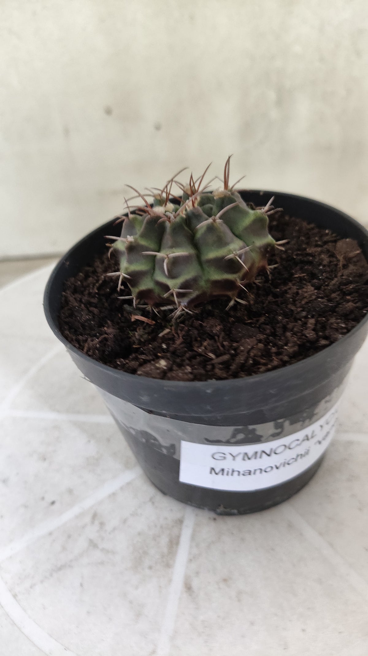 GYMNOCALYCIUM Mihanovichii Variegata Nº 1496 – vaso 09