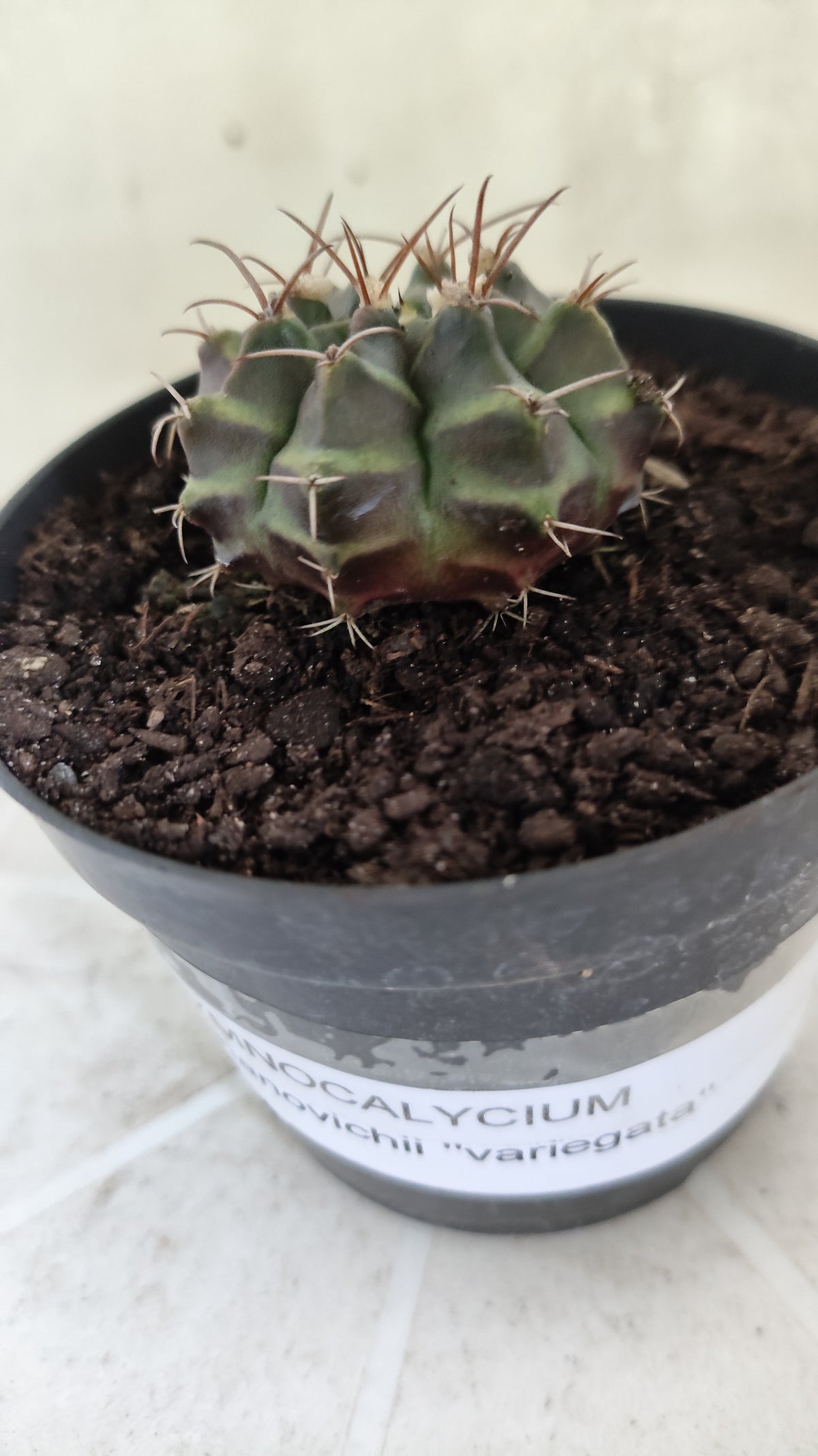 GYMNOCALYCIUM Mihanovichii Variegata Nº 1496 – vaso 09